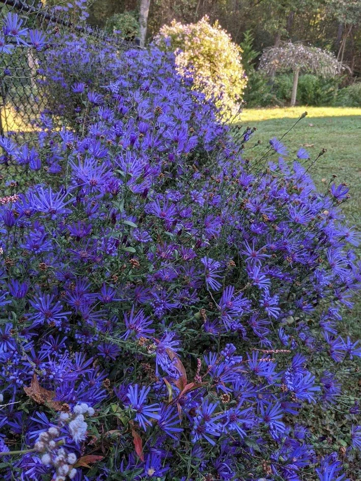 Georgia Aster