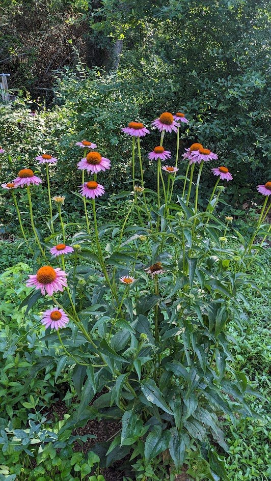 Echinacea
