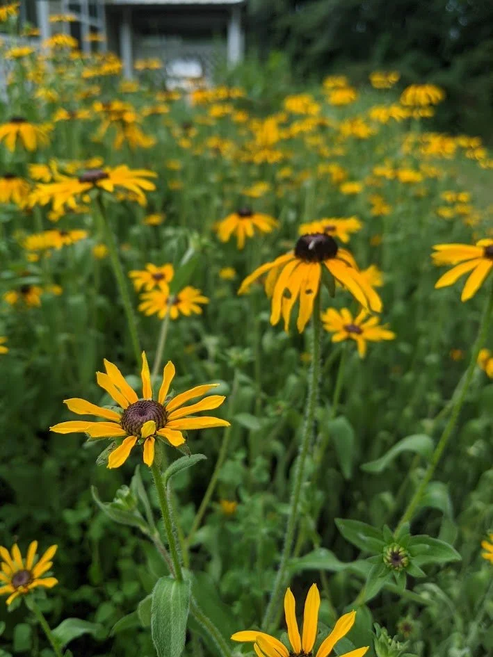 Black-eyed Susan