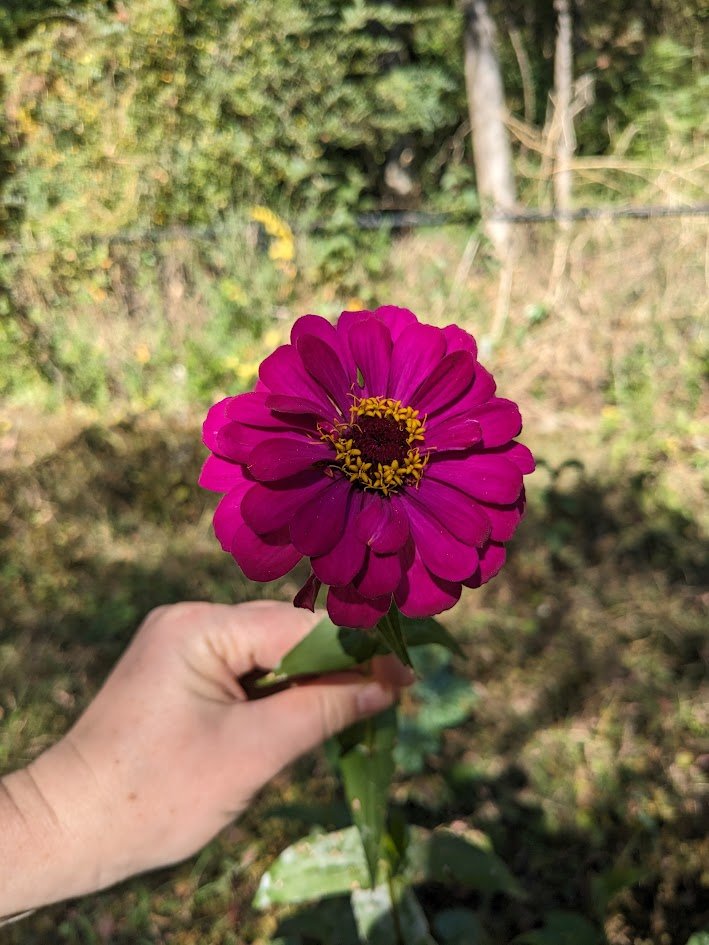 Zinnia 