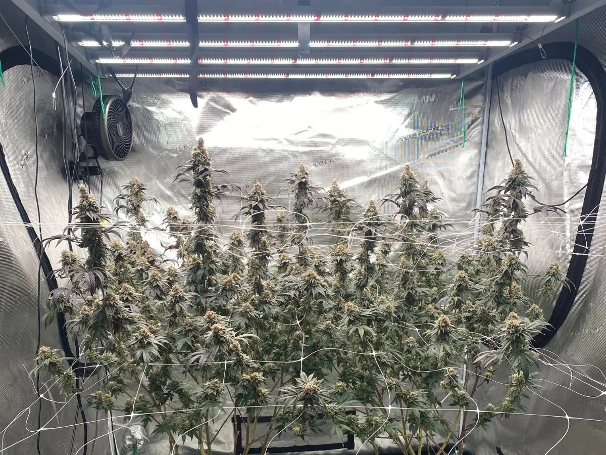 How to Set Up an Optimal Grow Tent for Cannabis