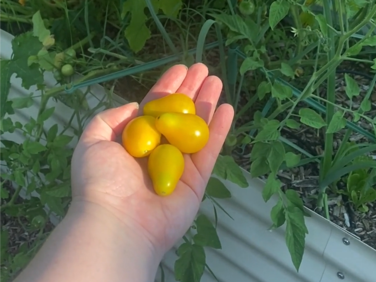 Hand holding sungold tomatoes.