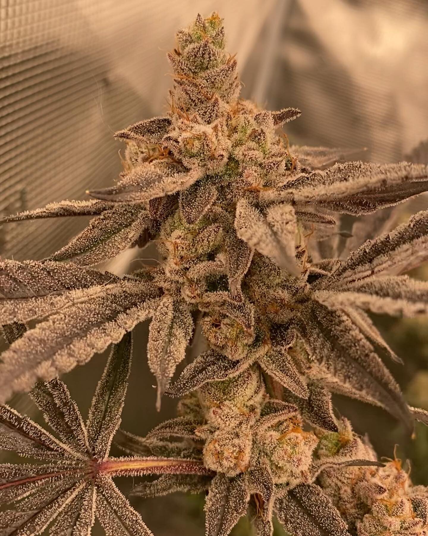 Breakfast of Champions (Cereal Milk x Strawberry Gary) - This is my favorite smelling/looking seed I&rsquo;ve popped. I plan on popping a few next grow to hunt down a keeper. Smell is like strawberry nesquik and sugary cereal milk. I can&rsquo;t wait