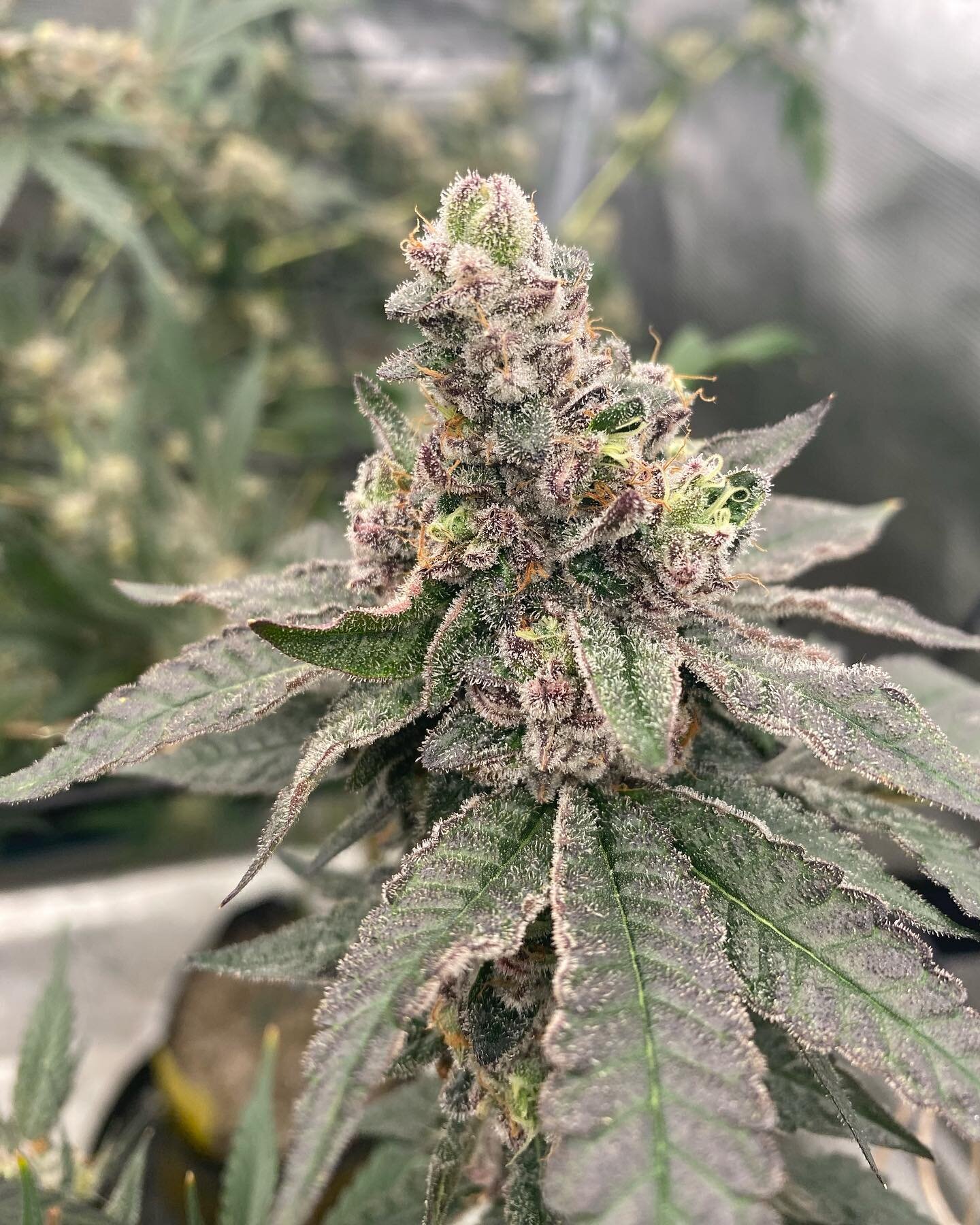 Night Moves - Day 65. Getting the chop soon. I grew two of these girls and they are quite different. One leans heavy on the Runtz side with sweet blueberry gas smells and the second seems to lean heavy on the Scotty 2 Hotty and is straight gas.

Nutr