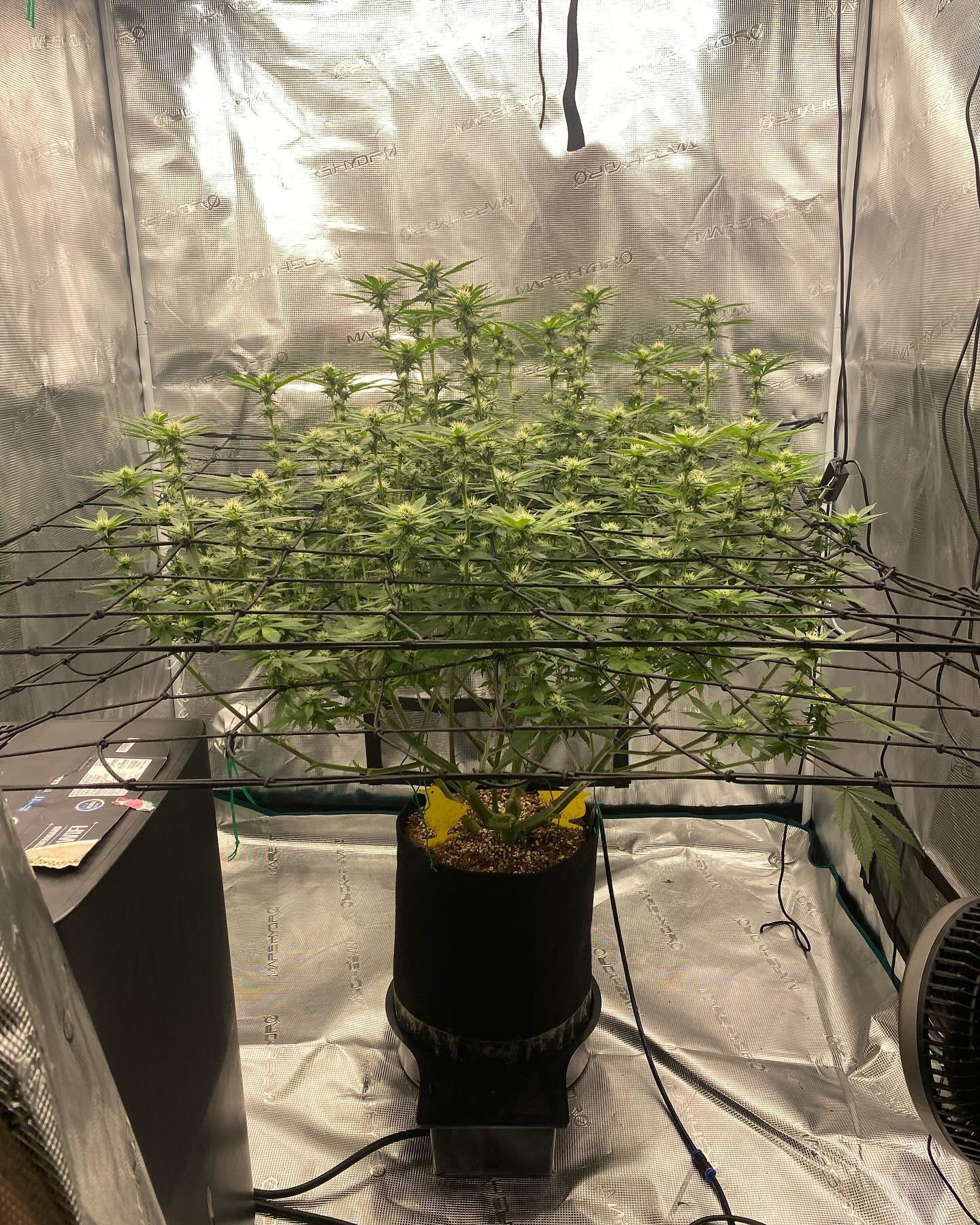First time using @autopot_usa XL model (5 gallon fabric pot)has me excited about this Chem D clone (Day 21). First coco run ever. I save a bunch of time filling up the reservoir instead of watering the plant by hand.
Growing in @rootsorganics soilles