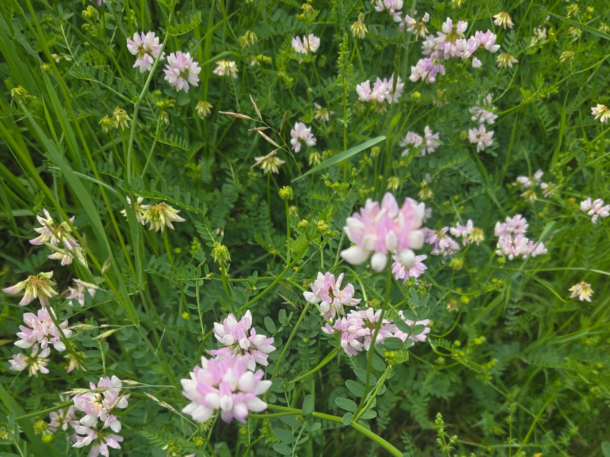 Pink flowers along Eberhard Nature Preserve trailhead. 