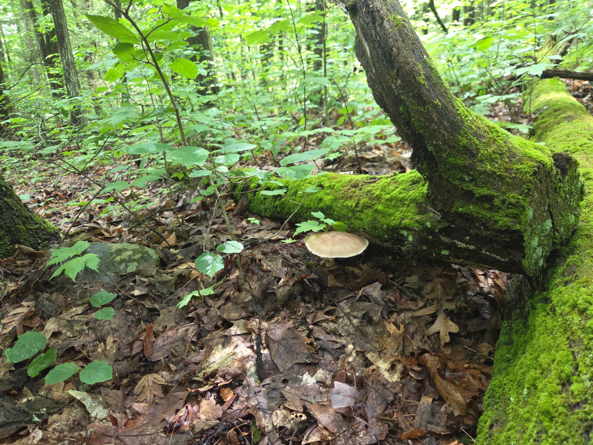 Deer mushroom growing from a rotting log.