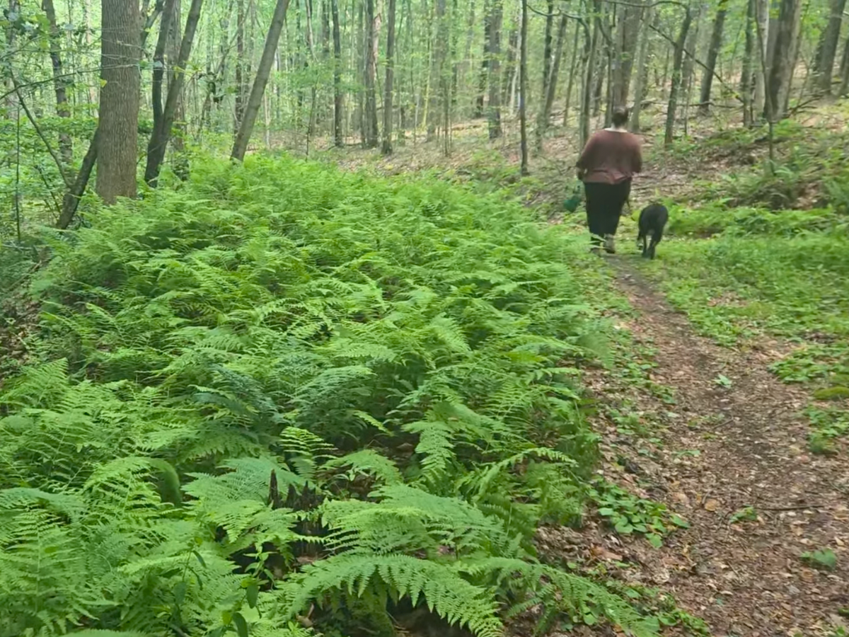 Eberhard Nature Preserve Trail