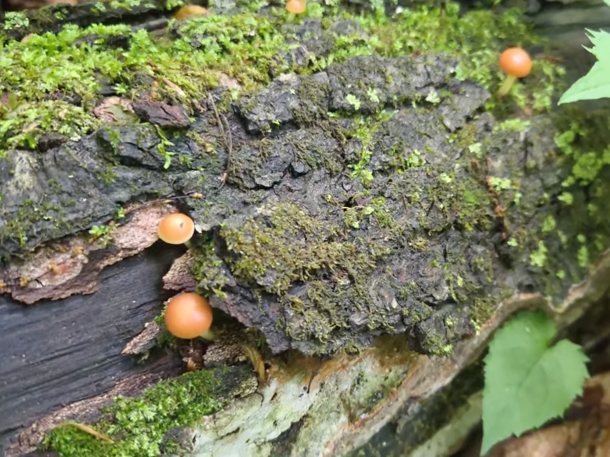 Galerina Marginata, small brown mushrooms, growing out of a log.