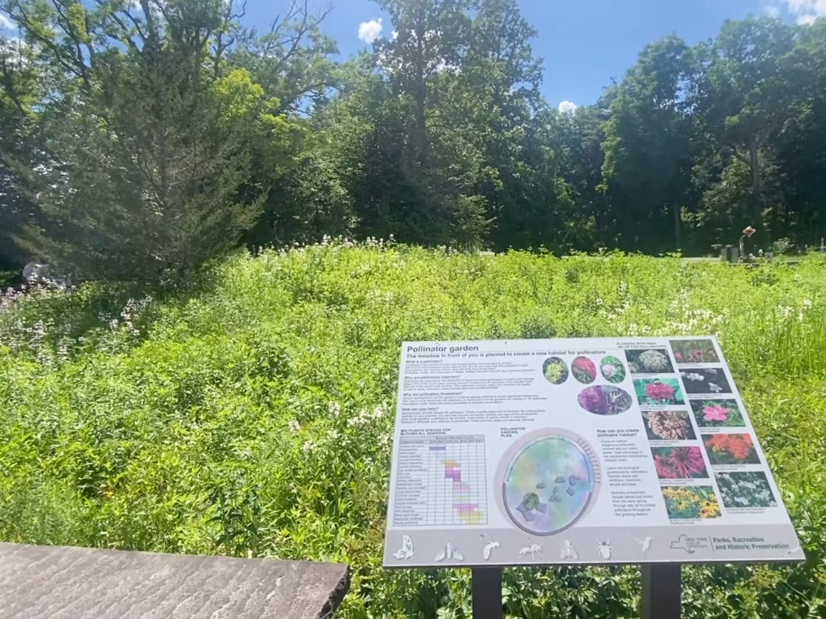 Wildflowers behind a sign describing local nature along the Taughannock Falls trail.