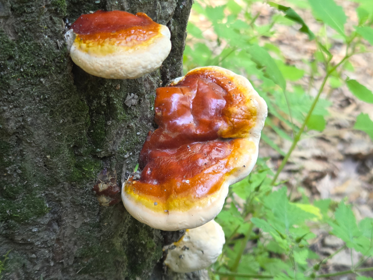 Reishi mushrooms found along Buttermilk Falls gorge trail.