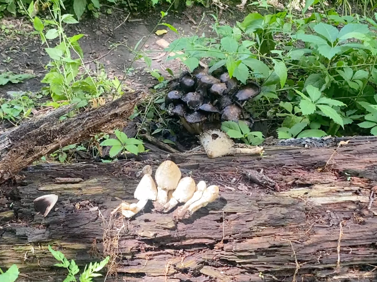 White and black mushrooms sprouting out of a log.