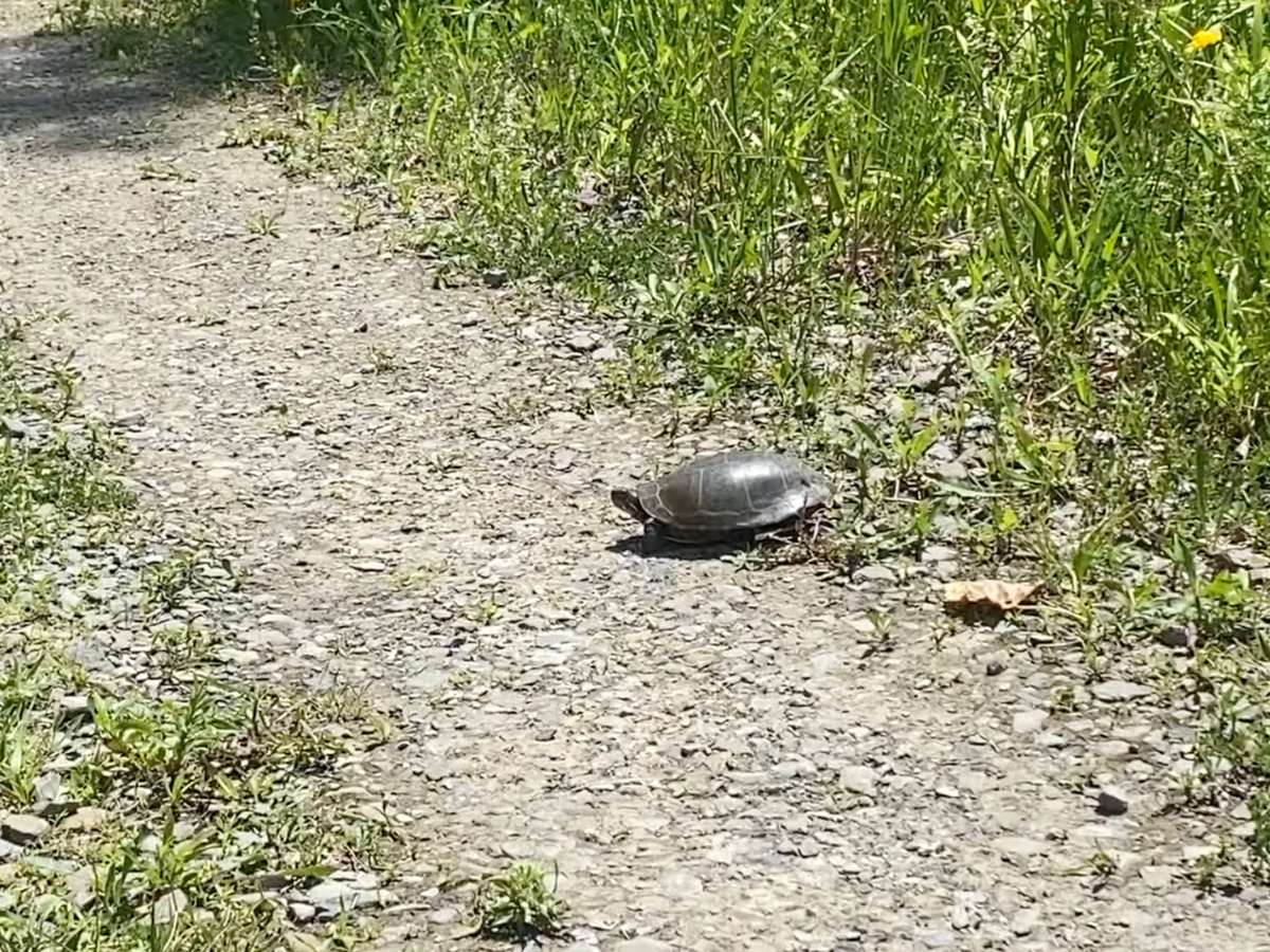 Turtle in the middle of a walking path.