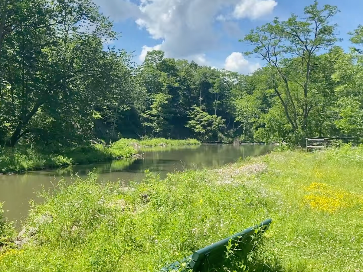 Vegetation growing alongside a creek.