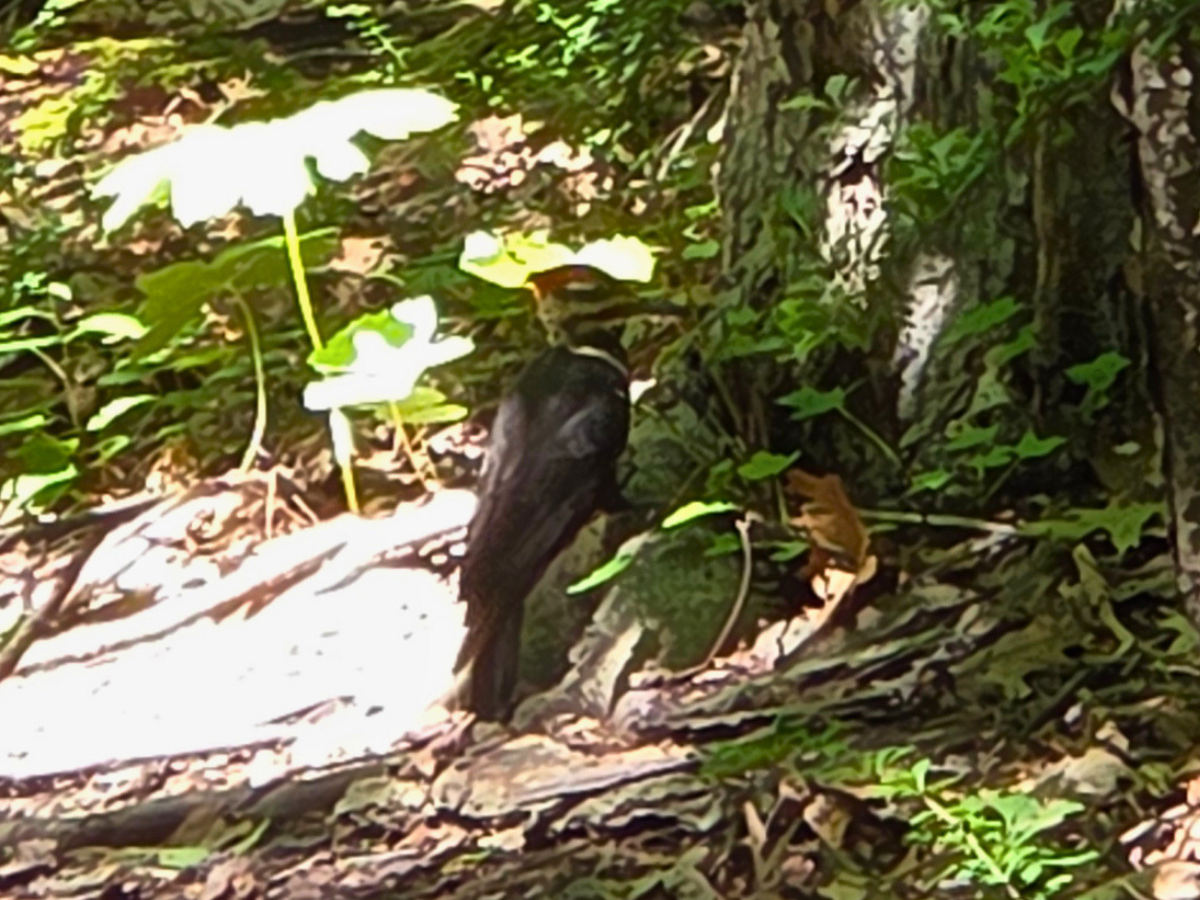A pileated wood pecker pecking at the base of a tree.