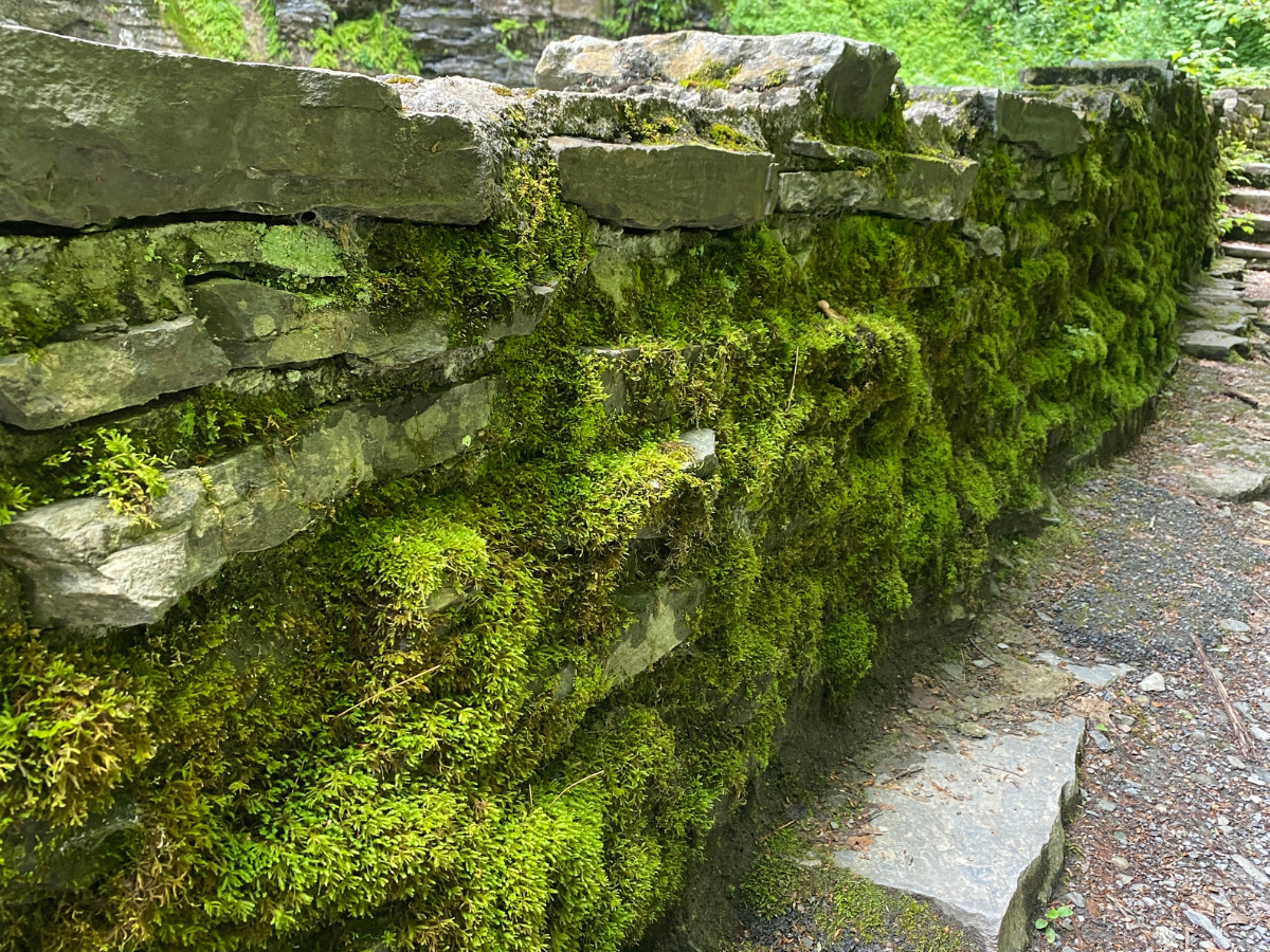 Moss growing on stone along the walking trail.
