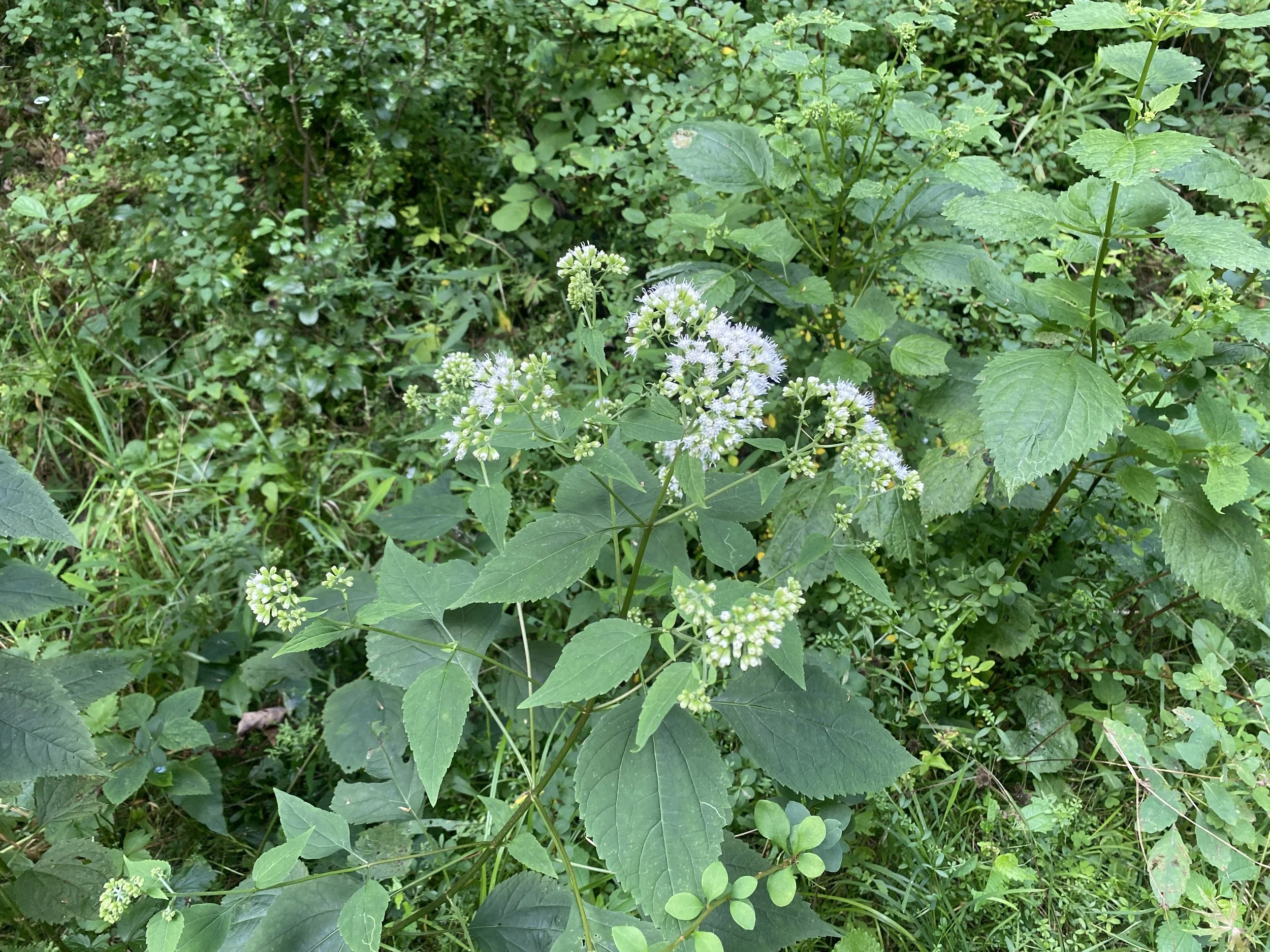 A wildflower surrounded by grass.
