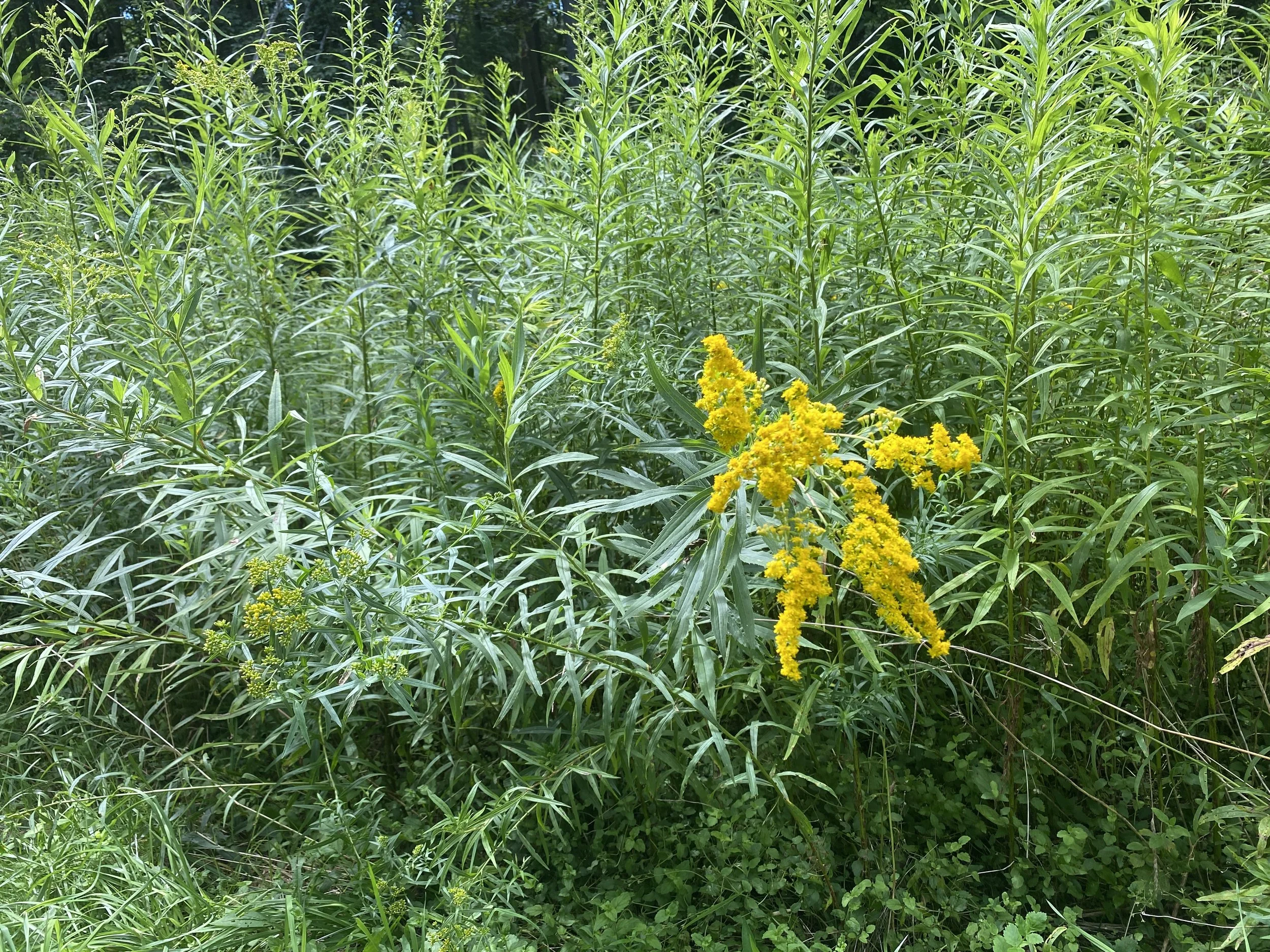 Goldenrod surrounded by green foliage.