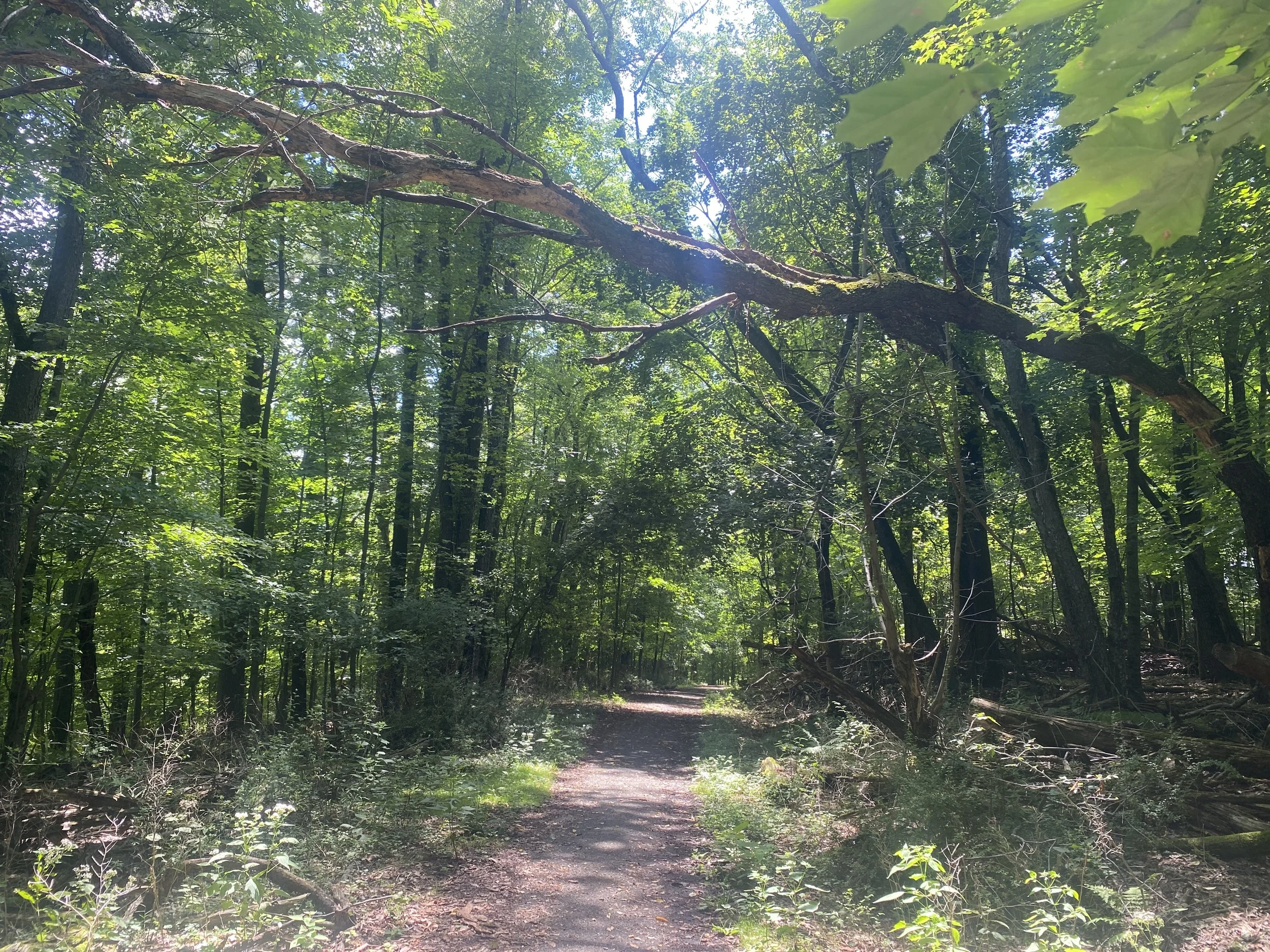 A walking path with a downed tree above the path.