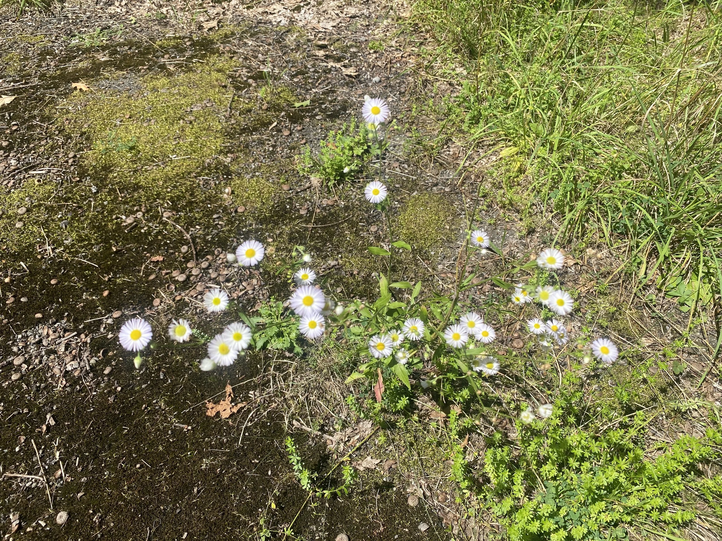White petal wild flowers. 