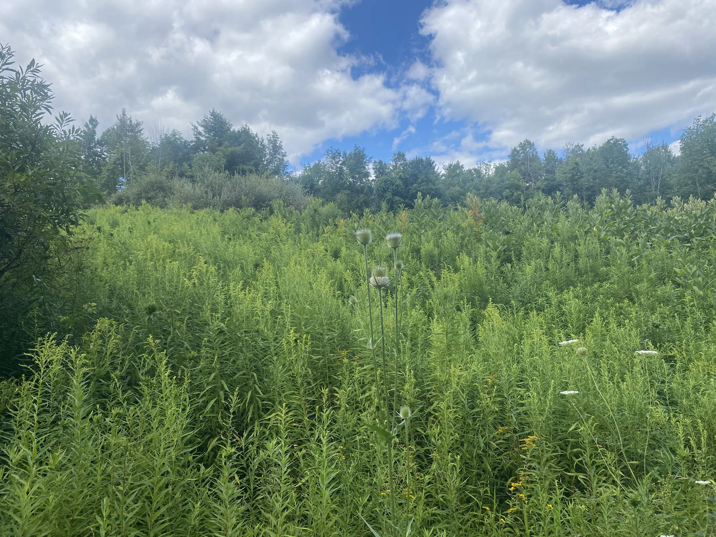 A field of wildflowers.