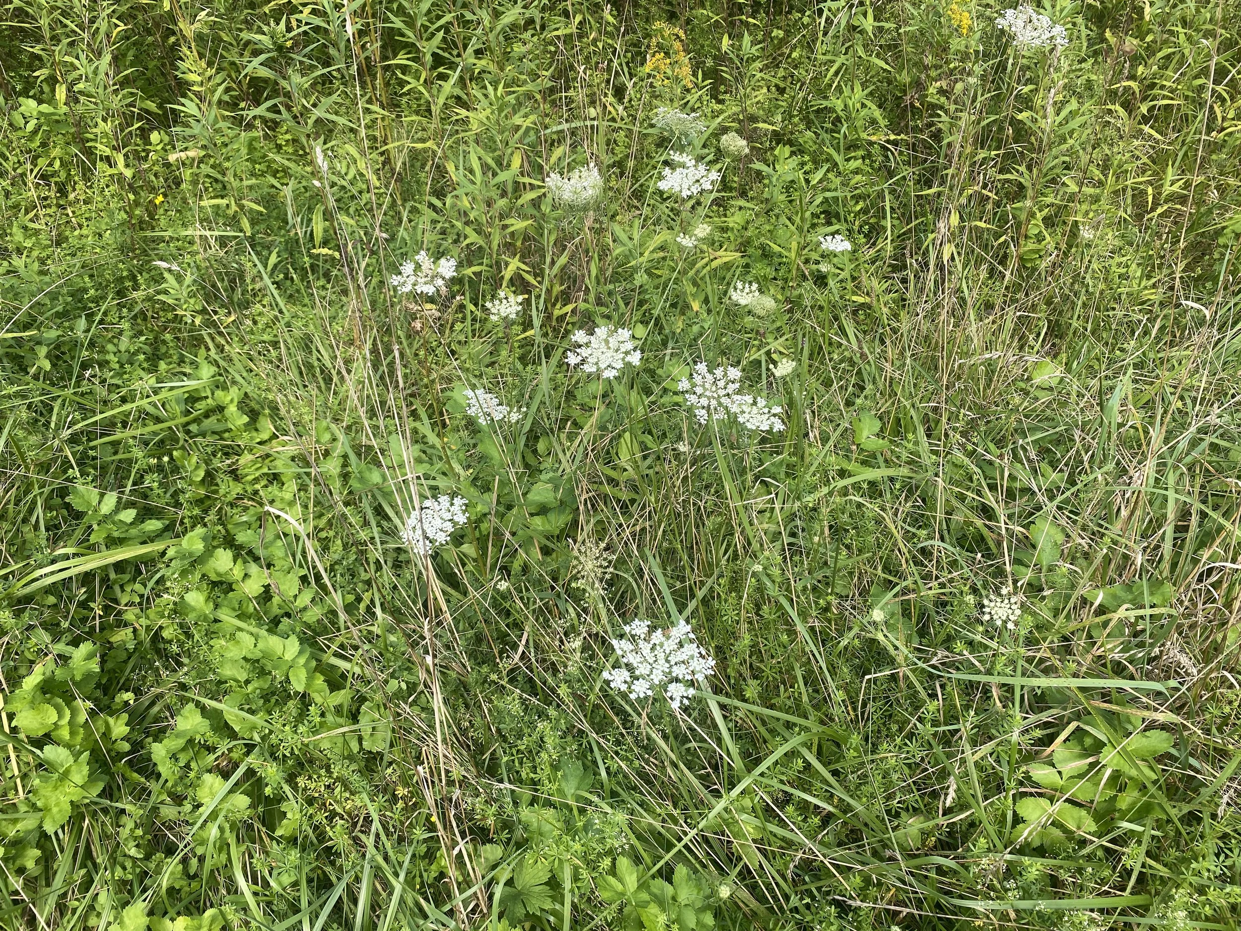 Queen Anne's lace surrounded by grass
