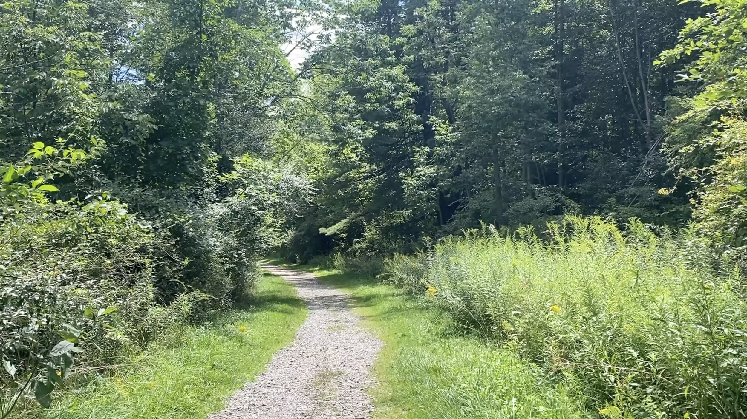 A gravel trail surrounded by wildflowers and green shrubs.