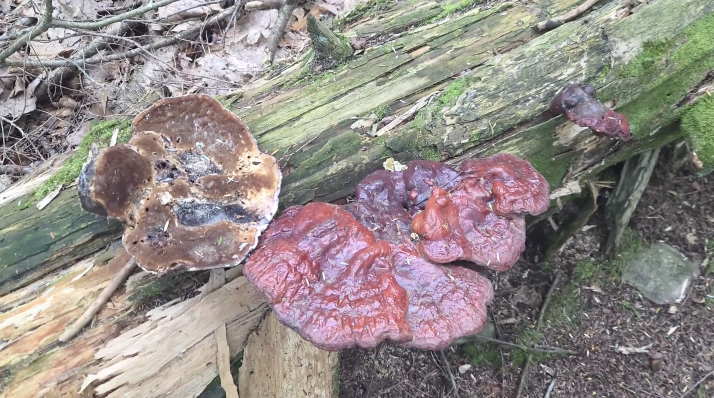Red reishi mushroom