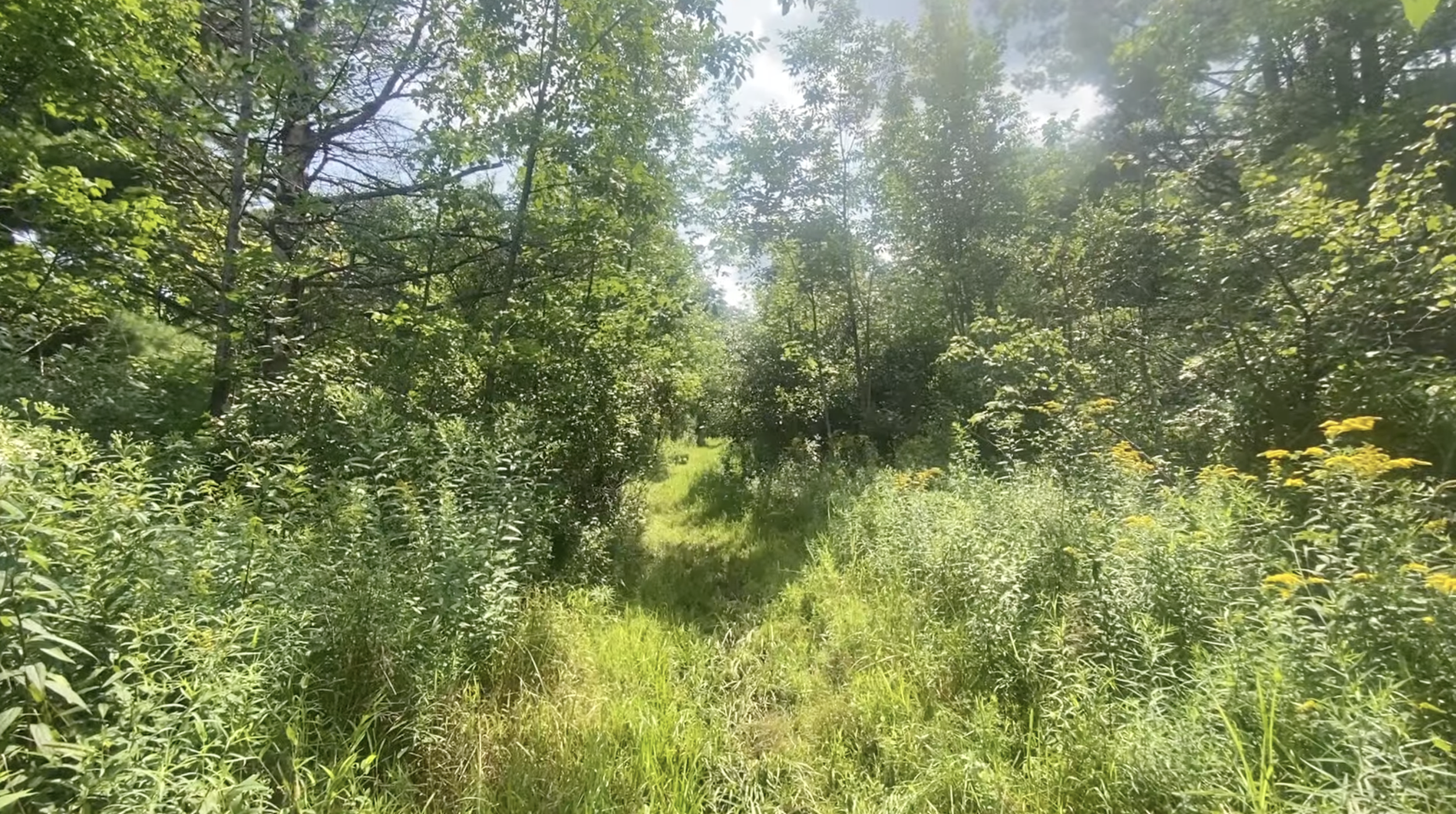 Walking path surrounded by wildflowers. 