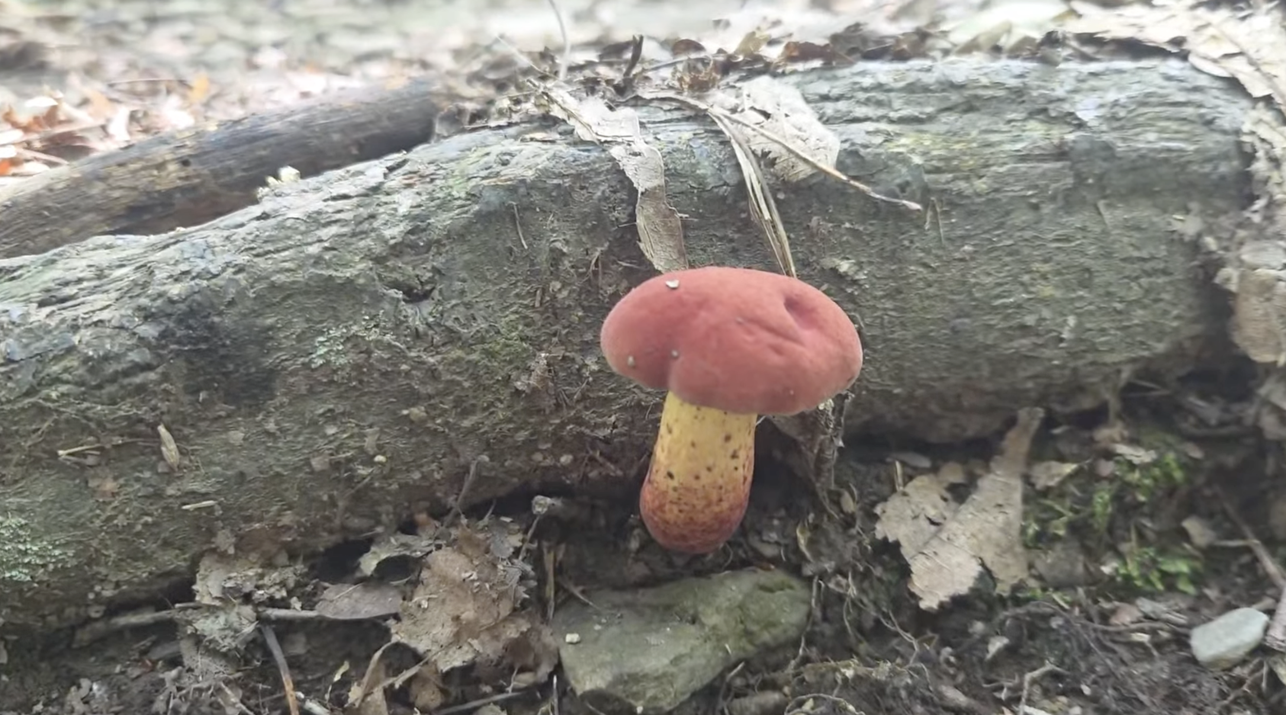 Thick stalked, red mushroom.