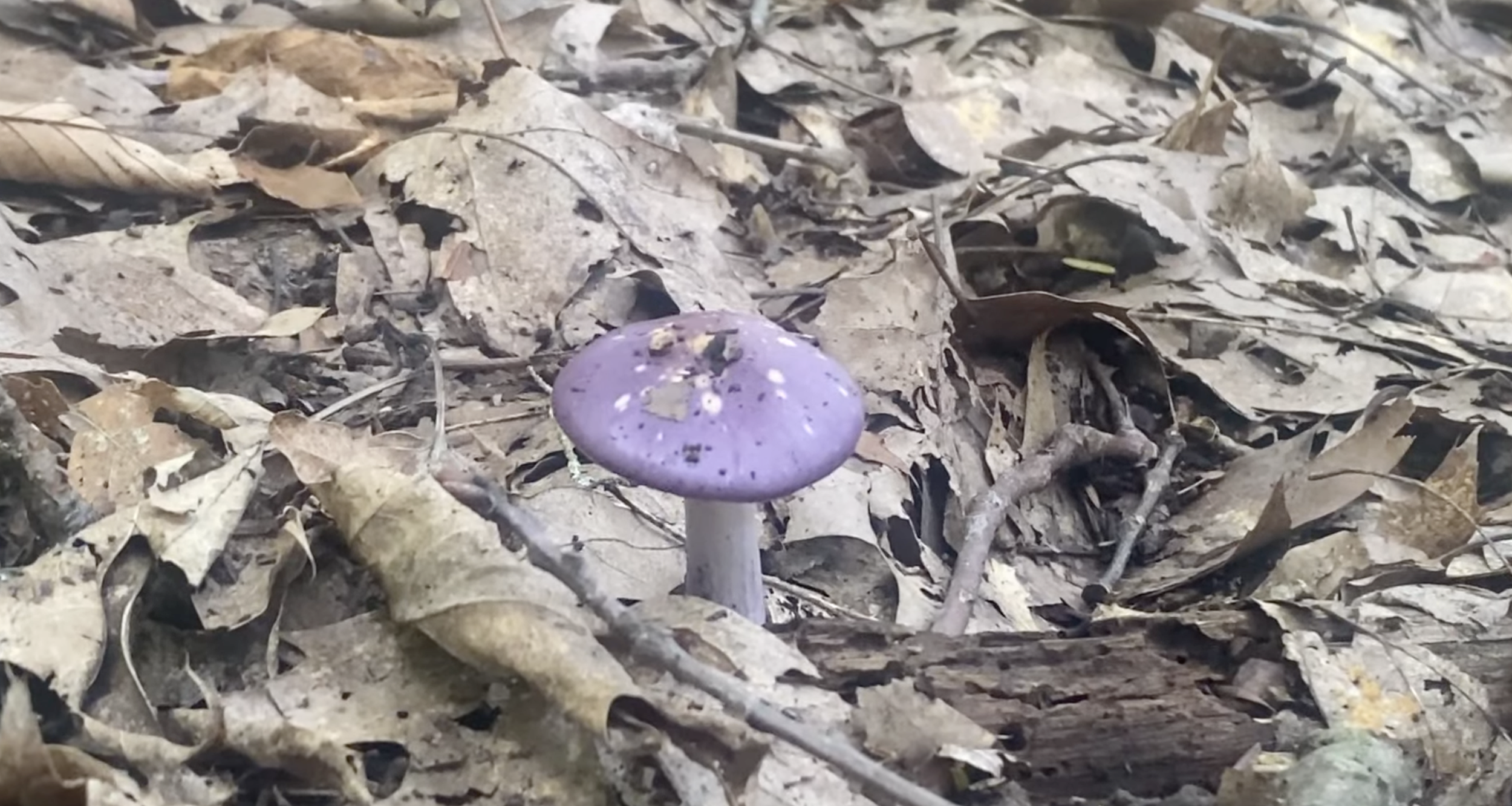 Purple mushroom with white stem