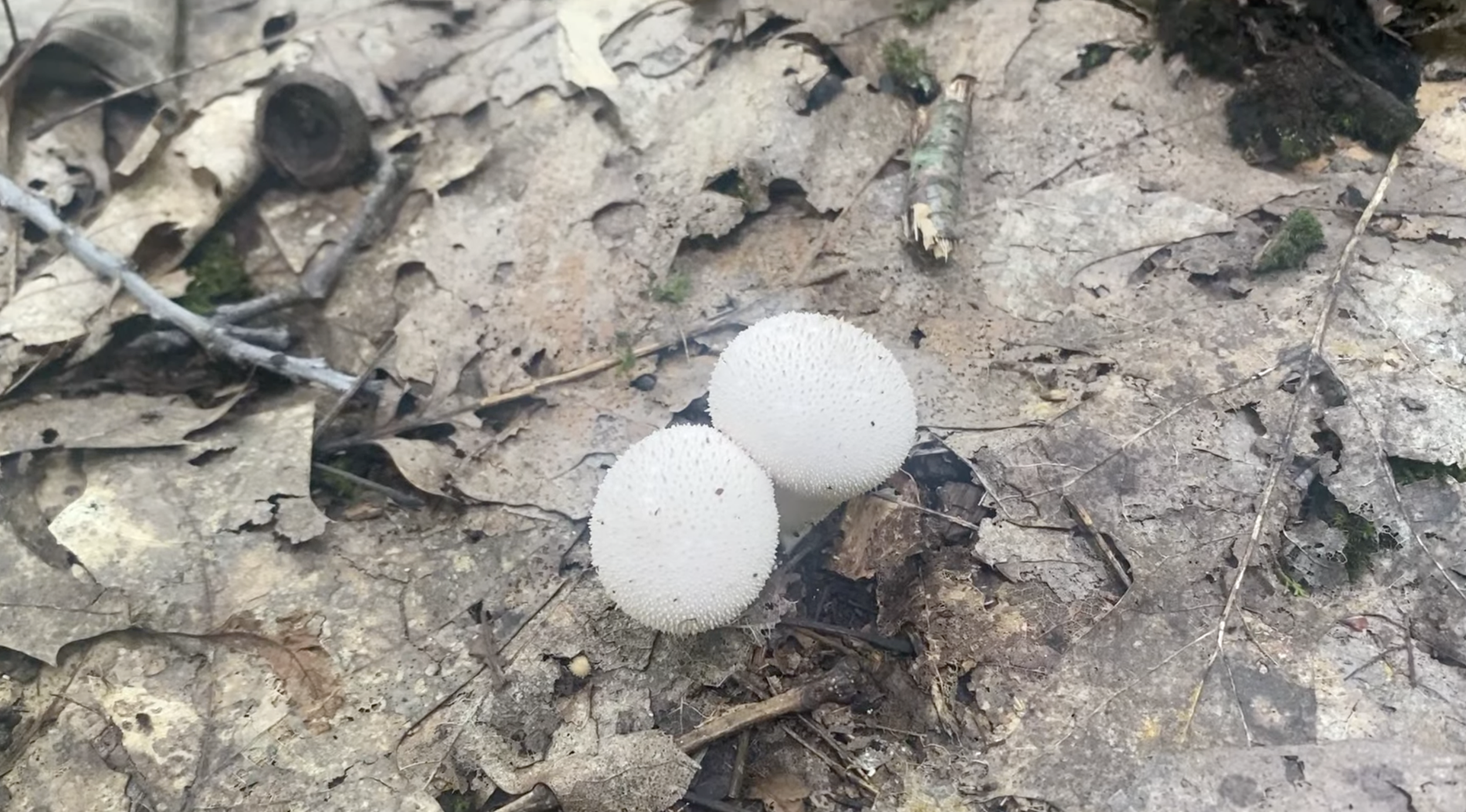 White puffball mushrooms.