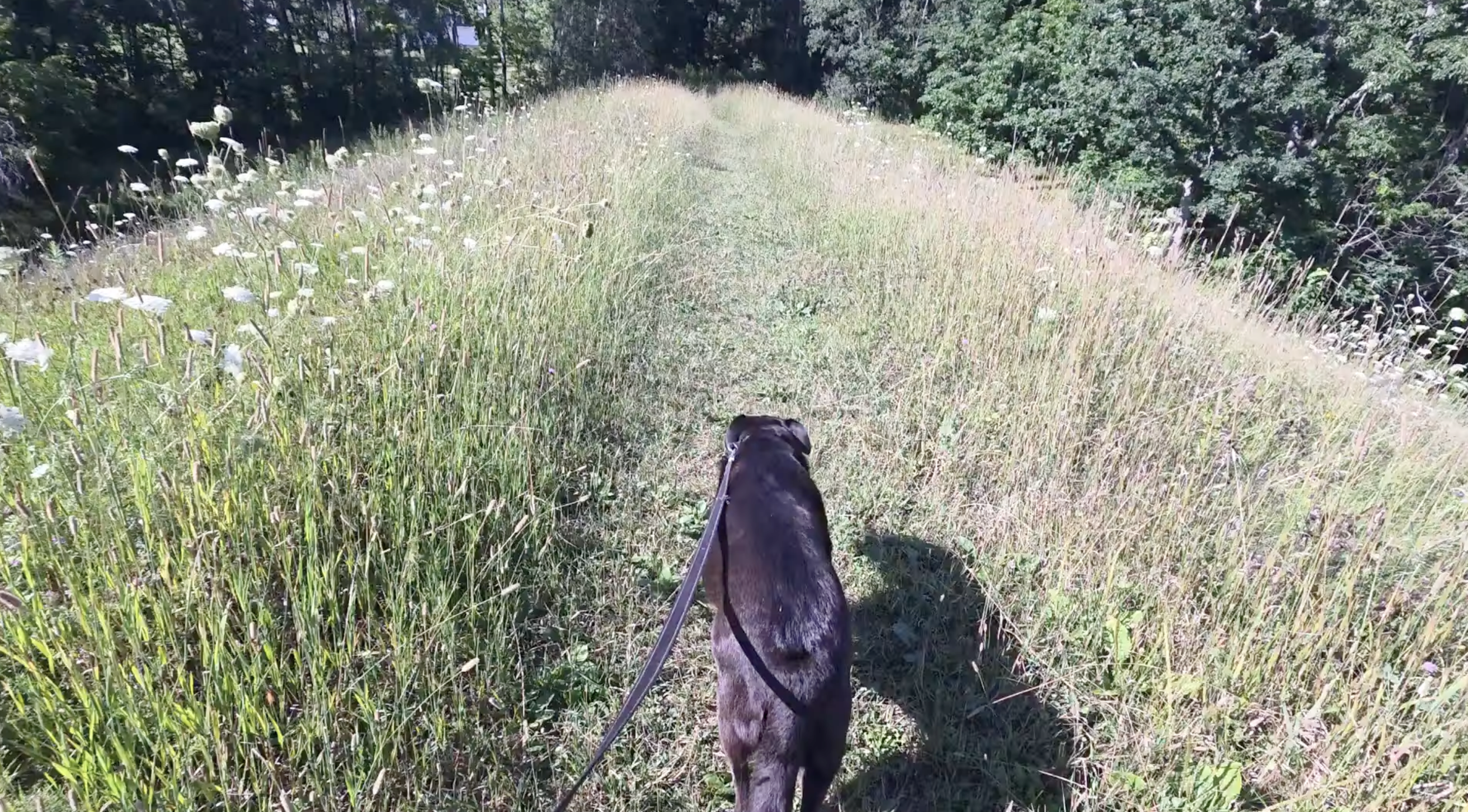 Dog walking through hiking trail surrounded by wildflowers.