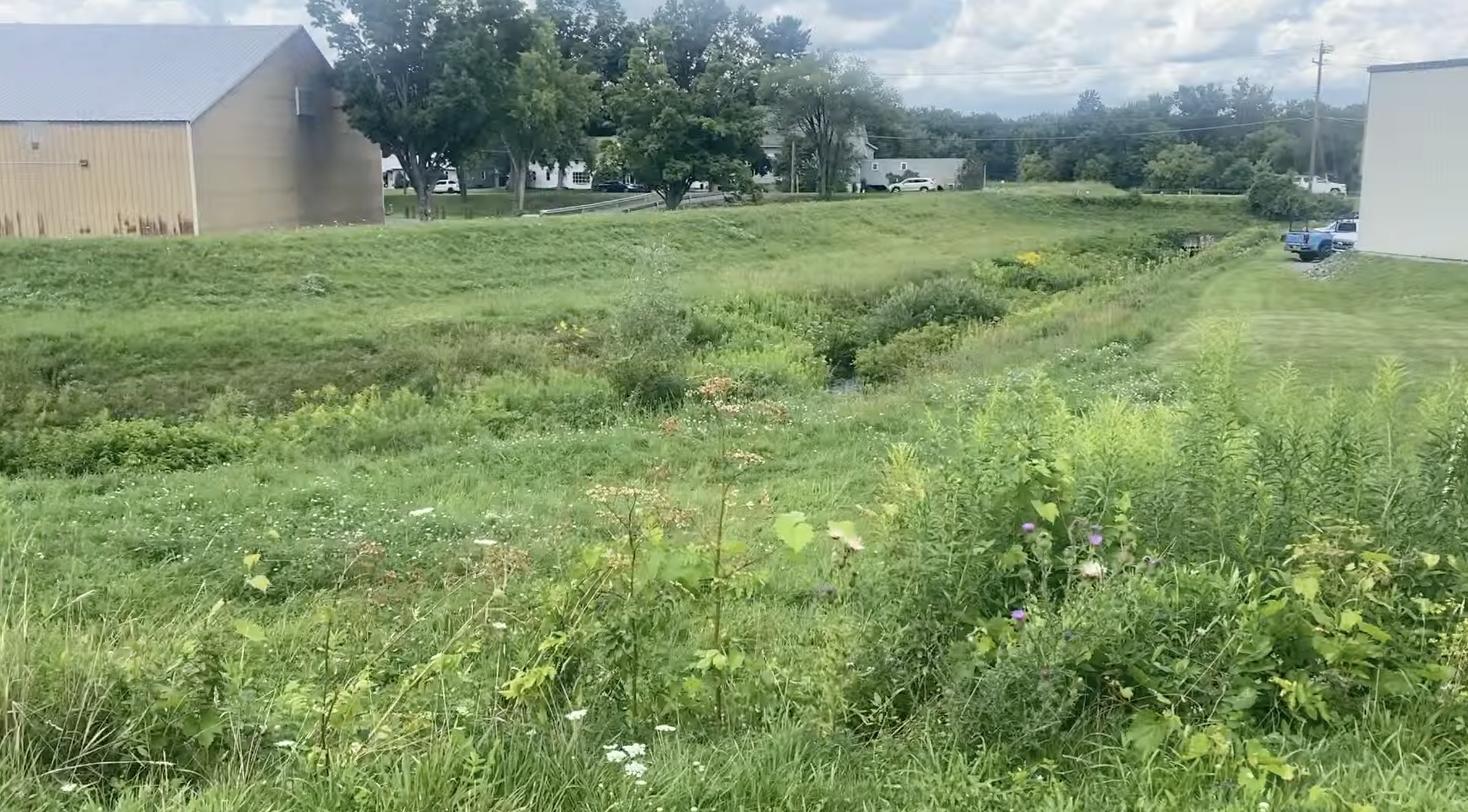 A field of wildflowers with a building in the background.