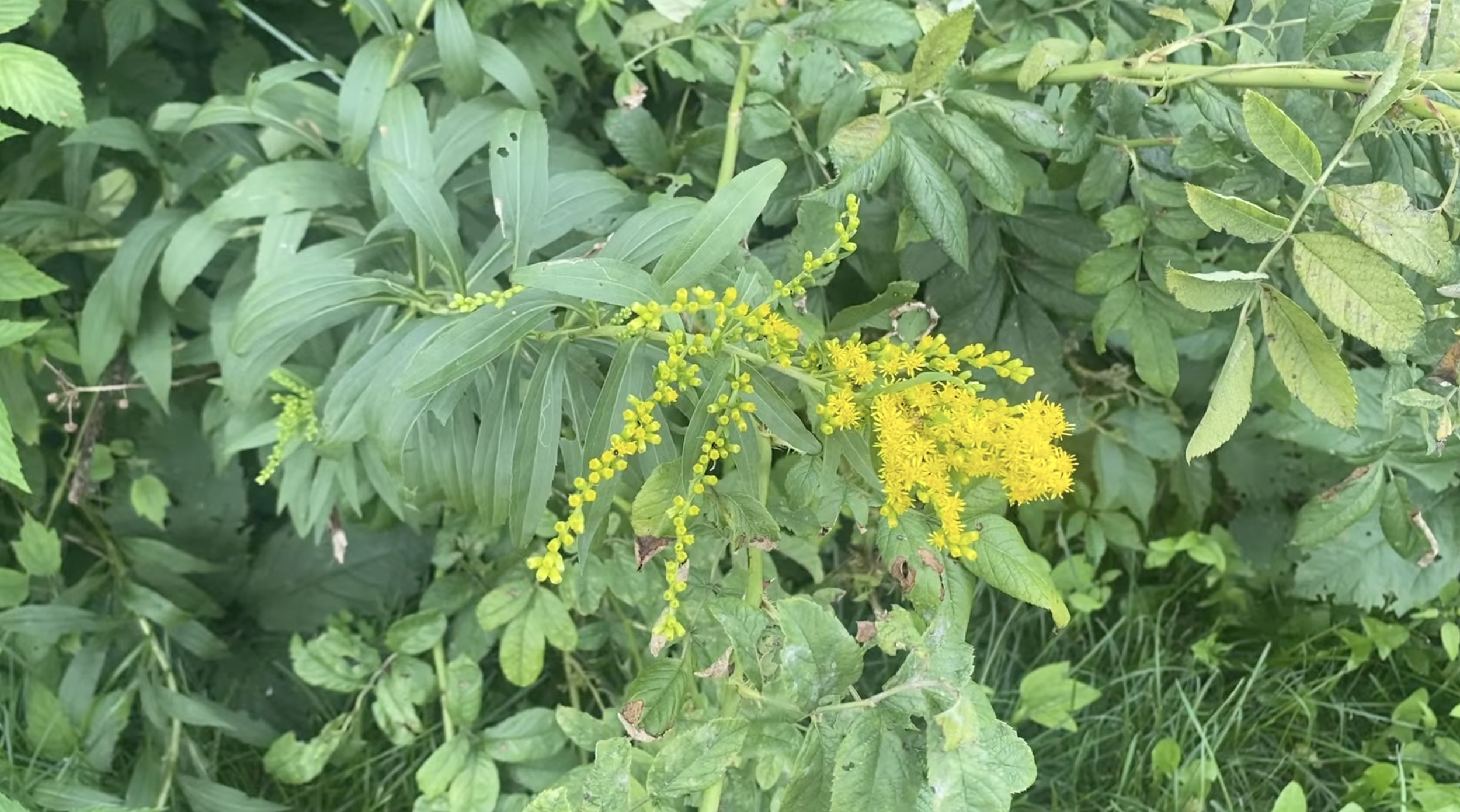 Goldenrod growing among other vegetation.