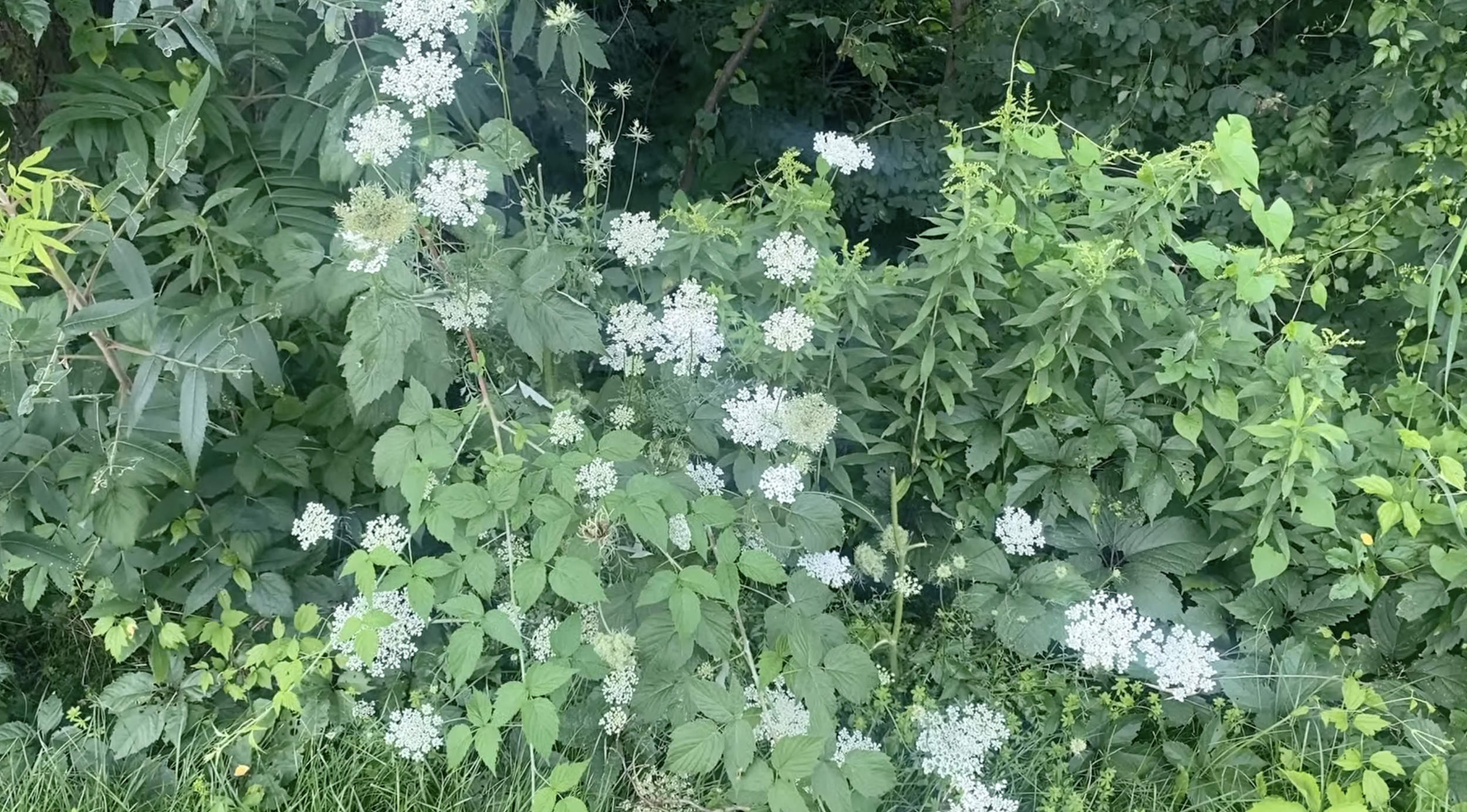 Queen Anne's lace on the edge of the trail.