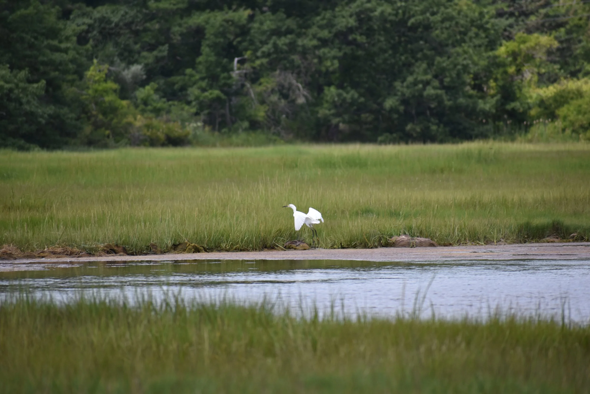 A white bird in the marsh.