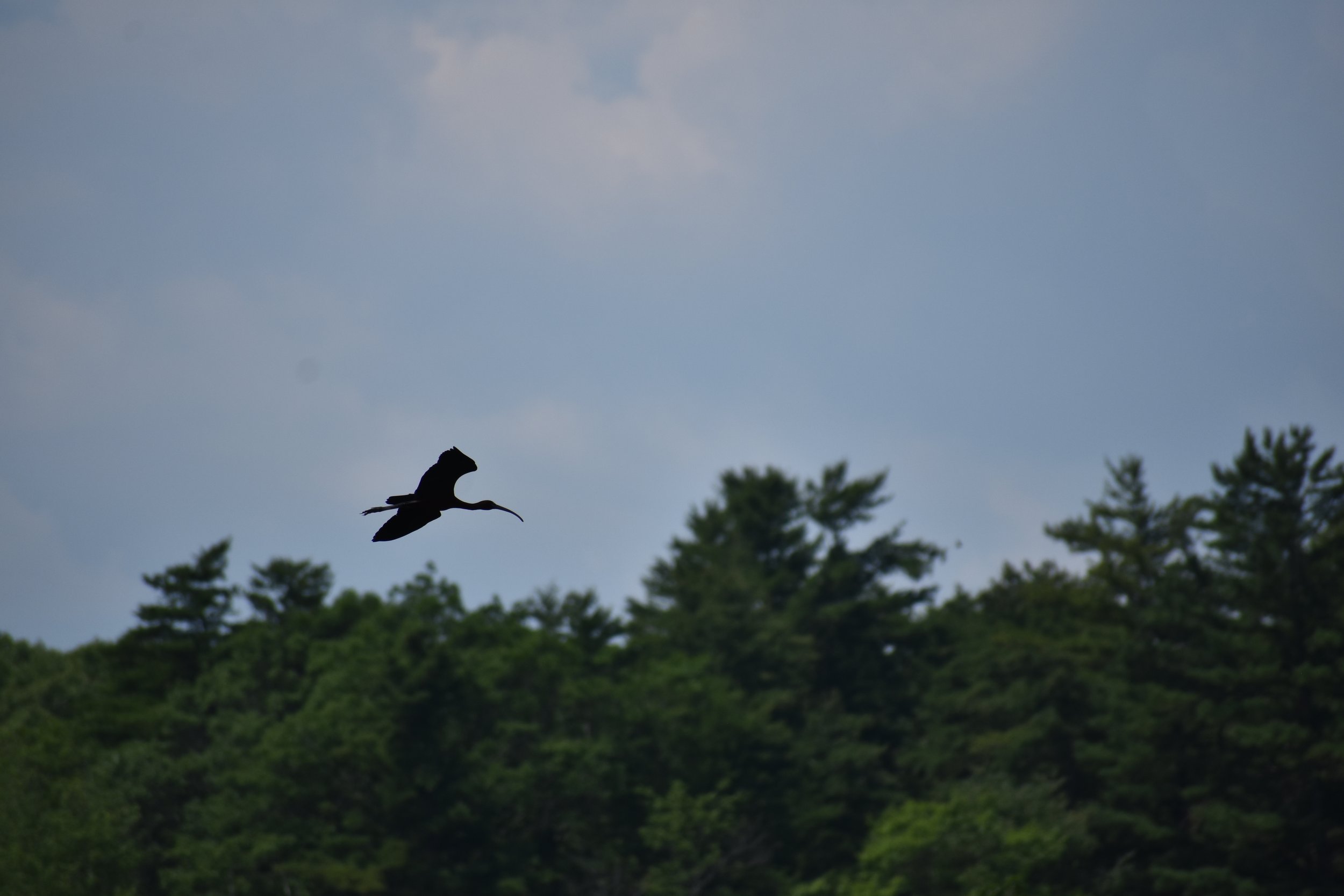 A large bird flying above the trees with the sky behind it.