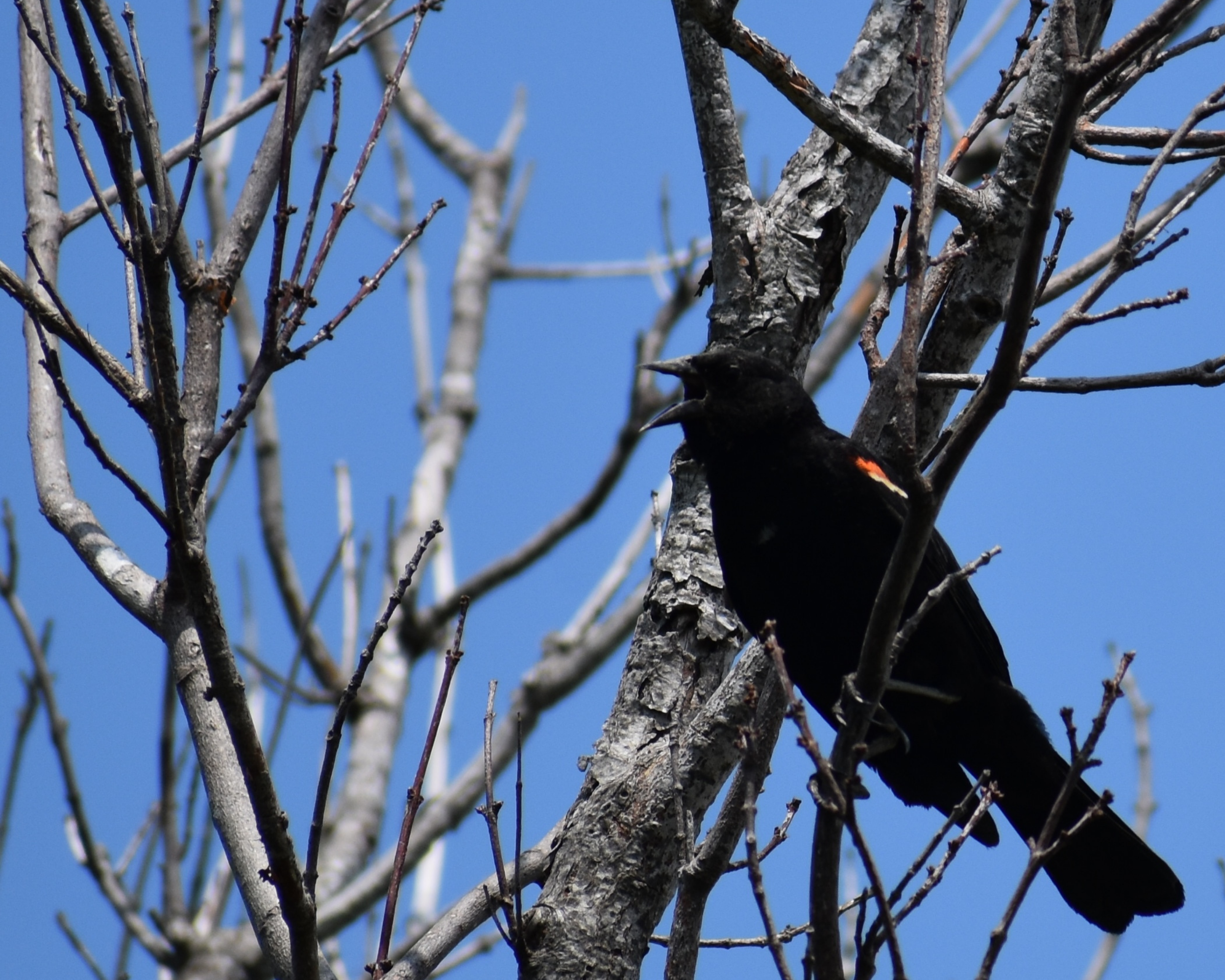 A black bird with a red wing on a tree.