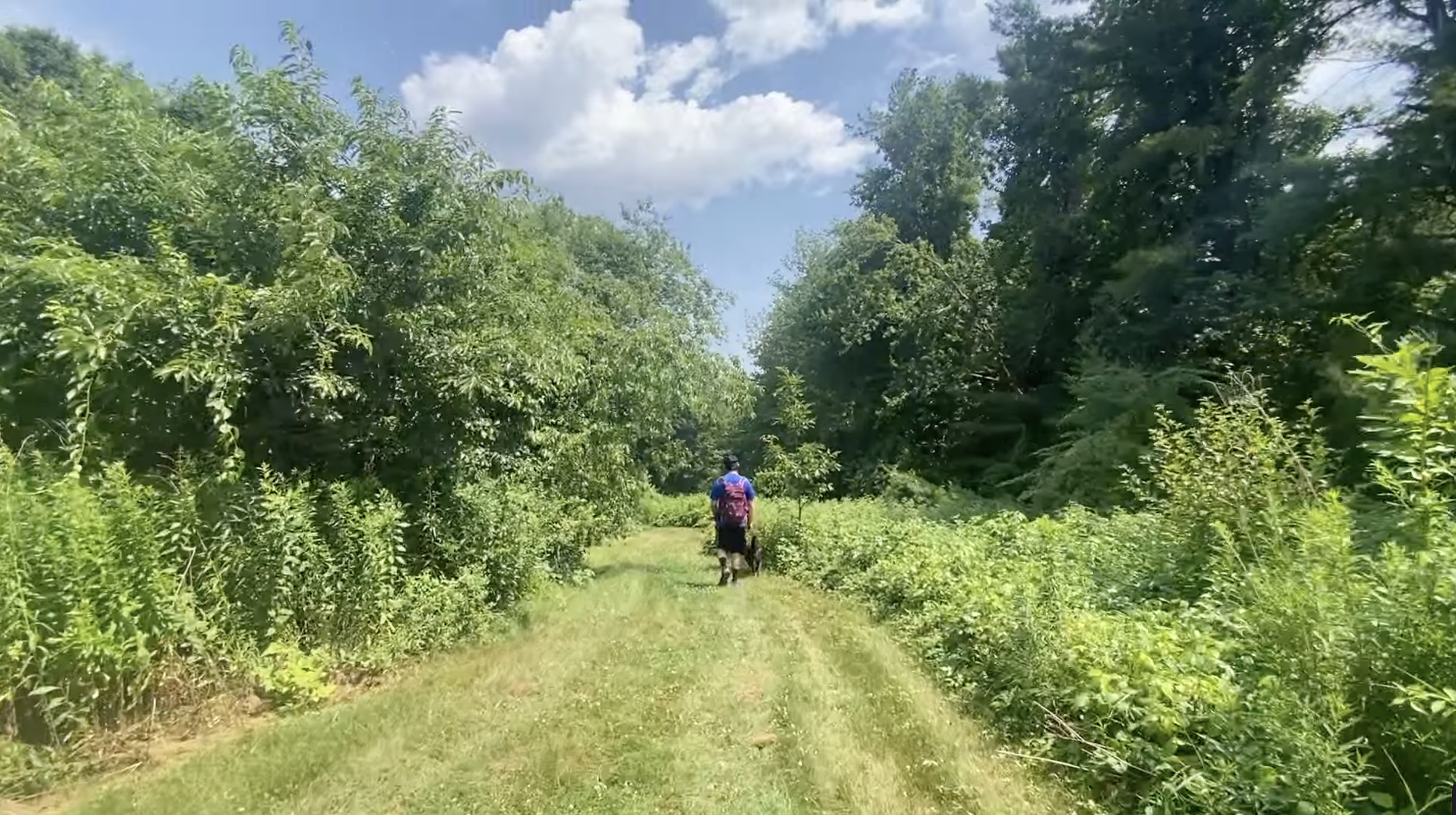 A man with a pink backpack walking a dog through the trail