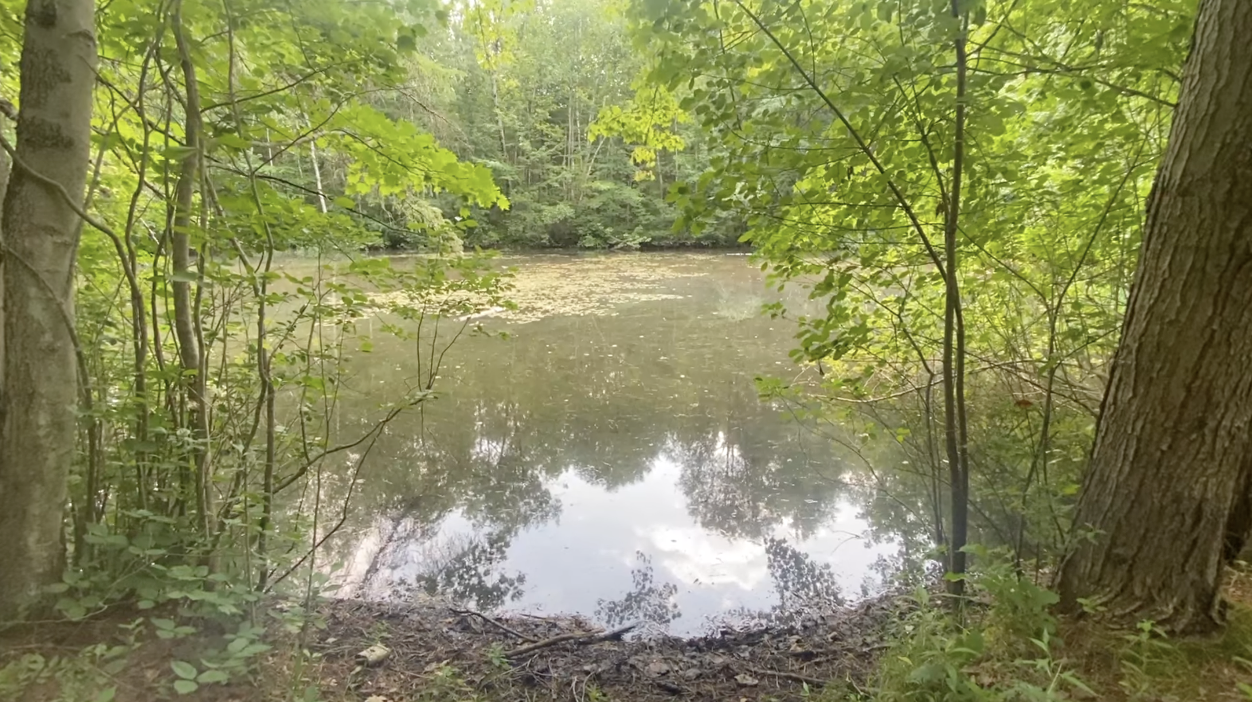 A small body of water with lily pads in it.