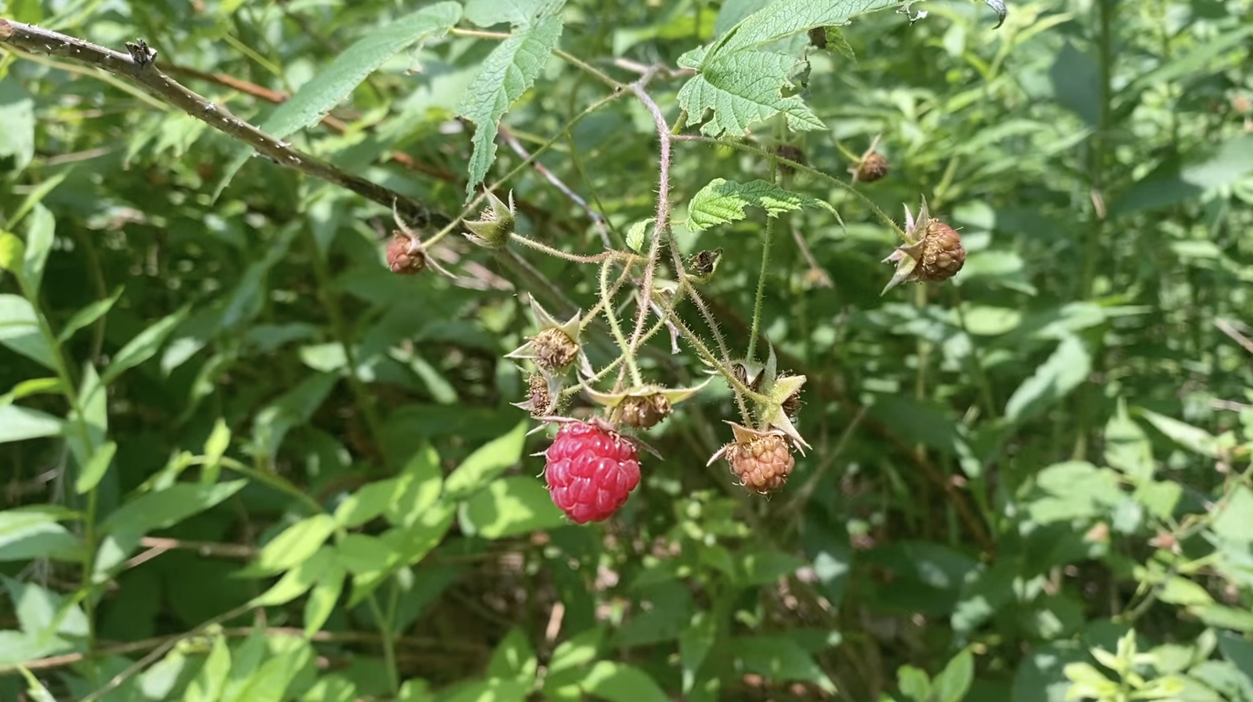 Wild raspberries growing along the trail