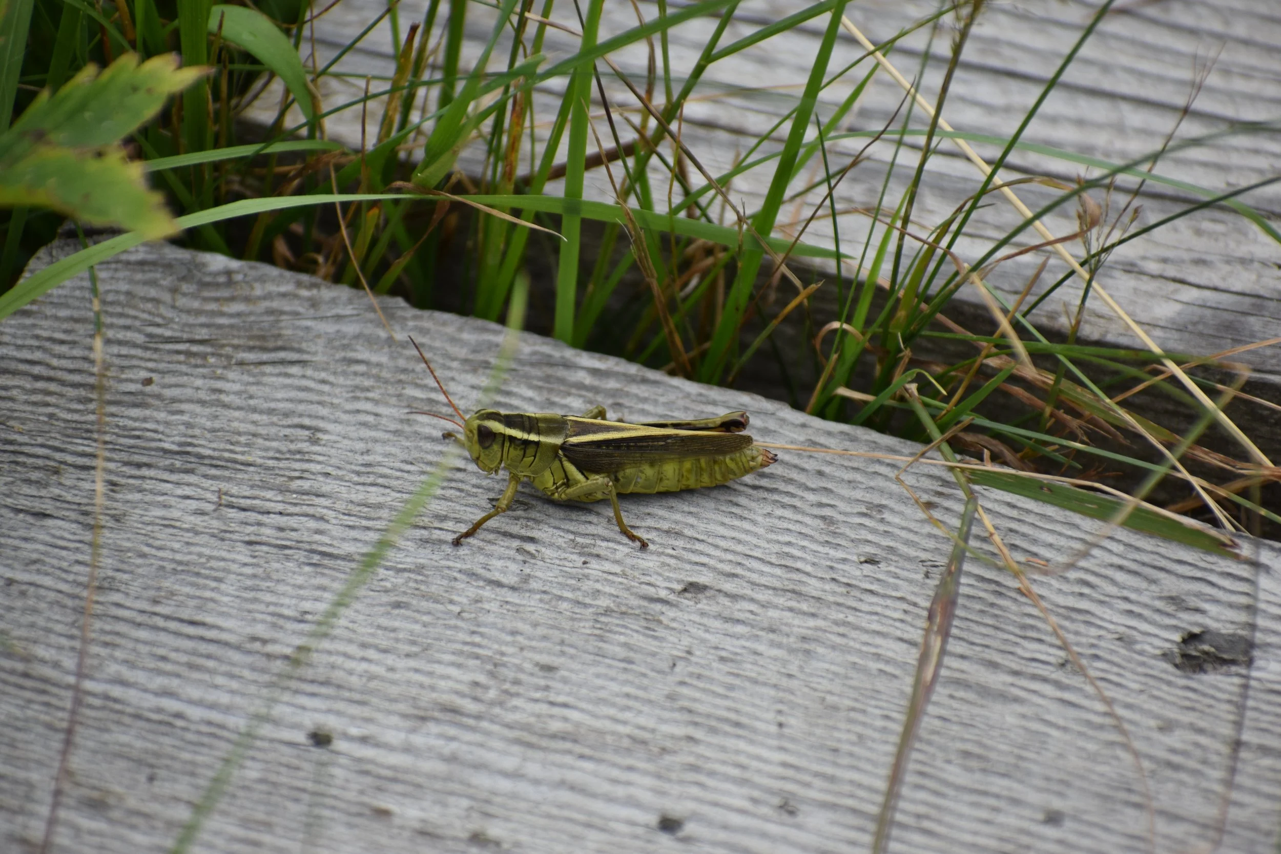 A large grasshopper on the wooden pathway of the trail