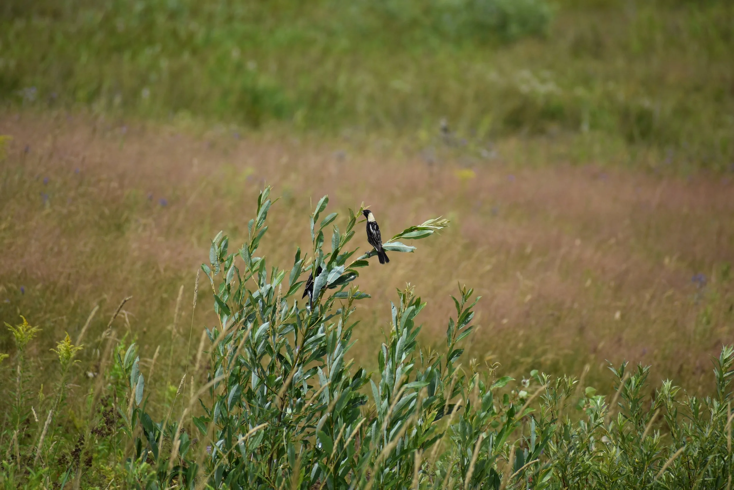 A blackbird with grey feathers sitting on a plant's branch