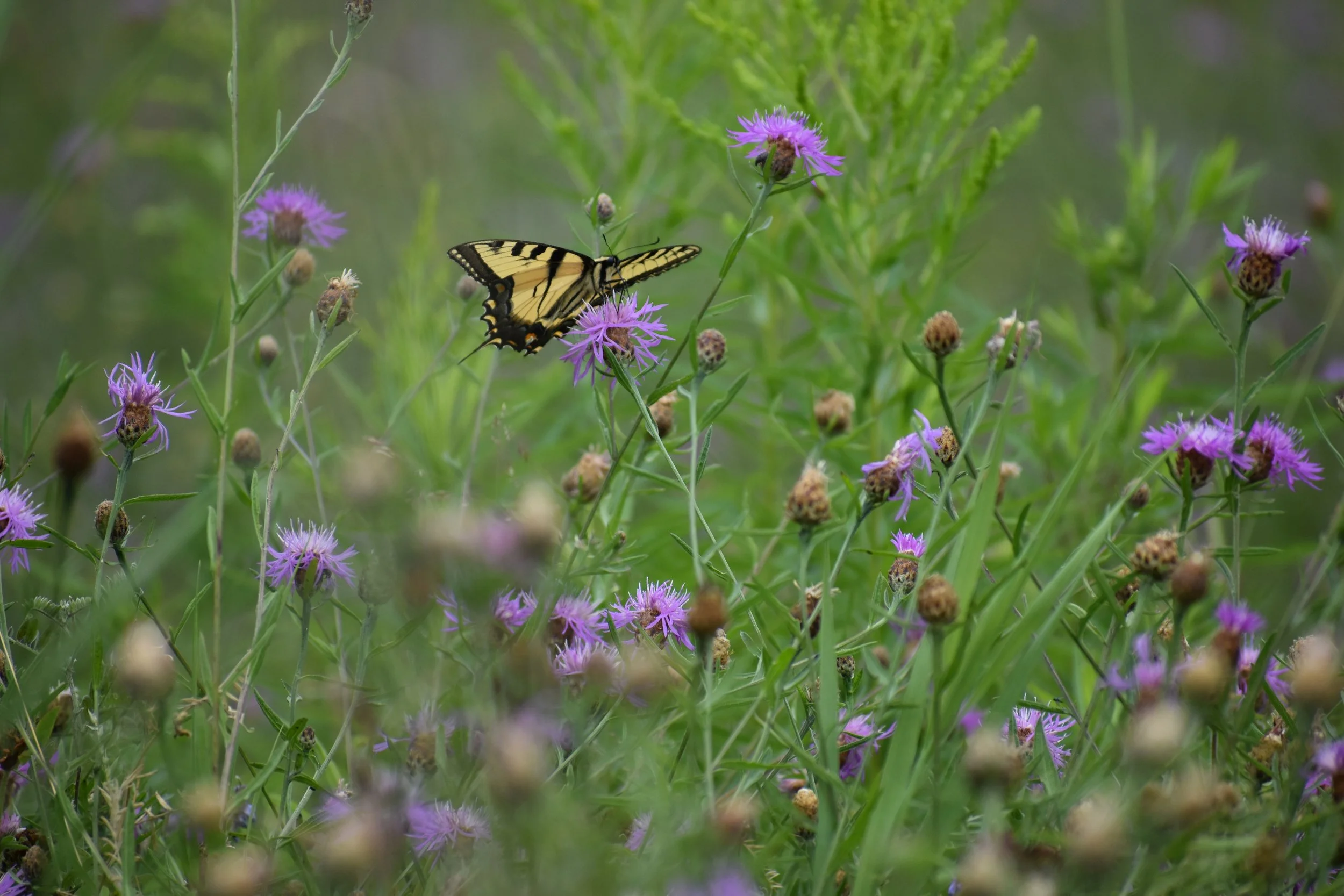 A black and yellow butterfly flying through flowers