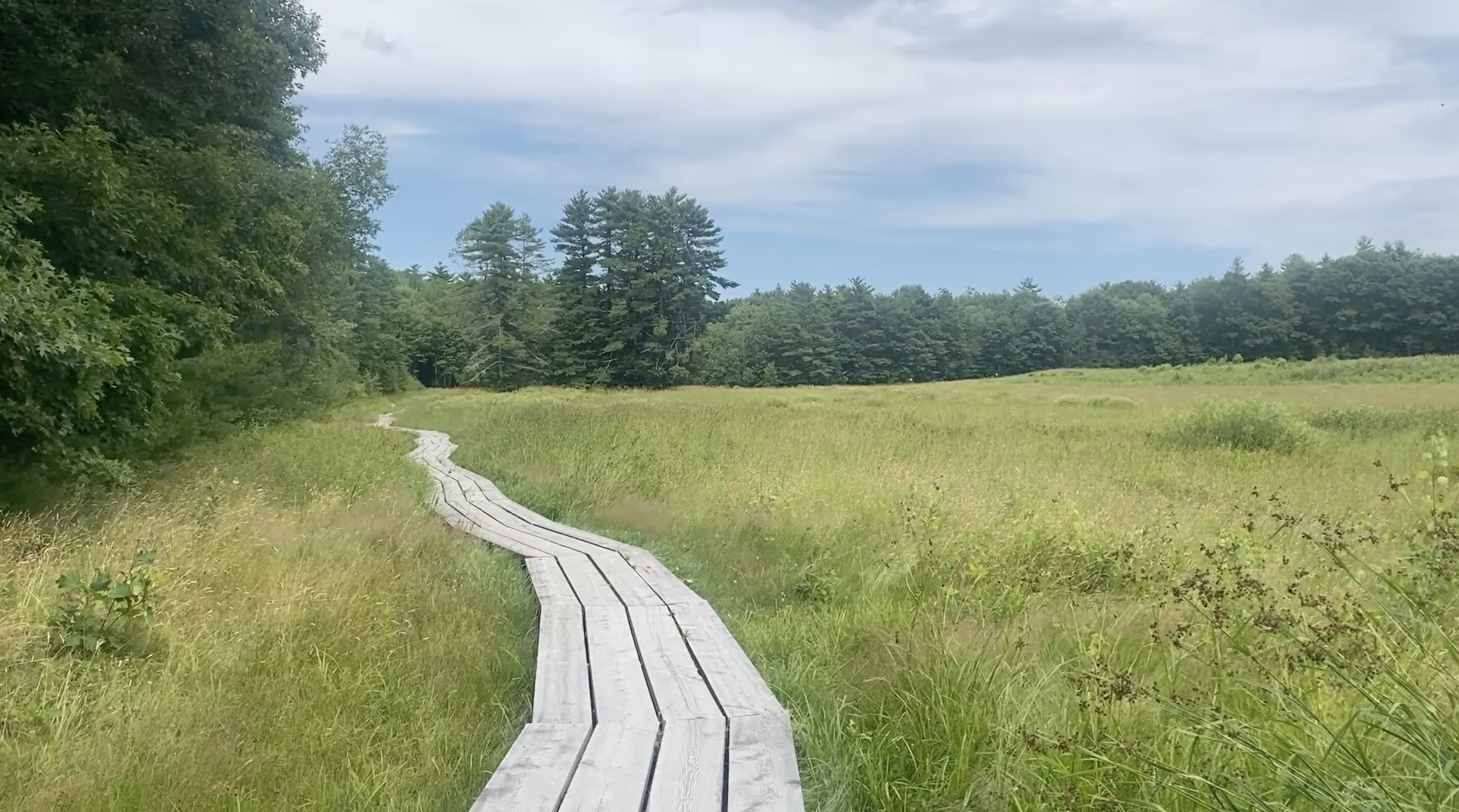 A wooden pathway leading through the trail