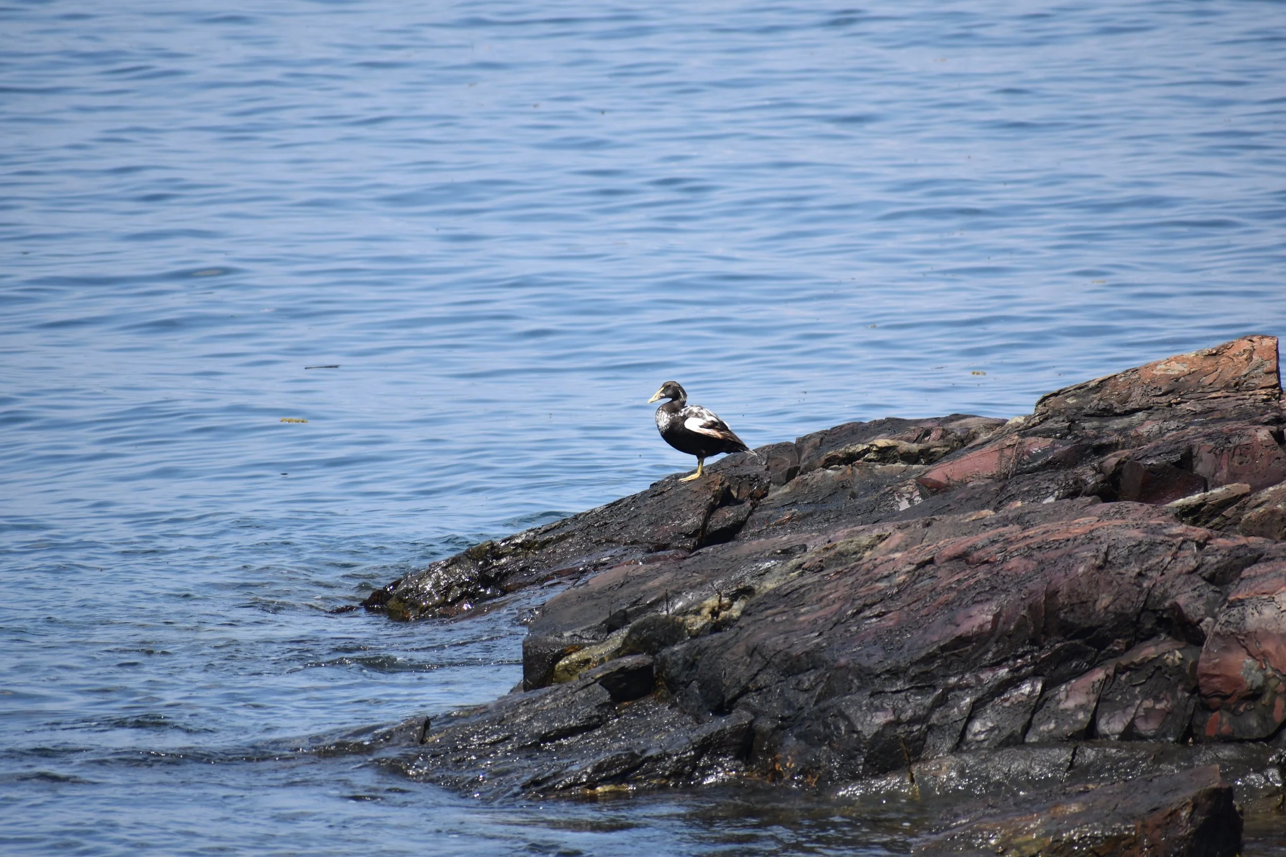 A Common Eider sitting on a rock besides the ocean
