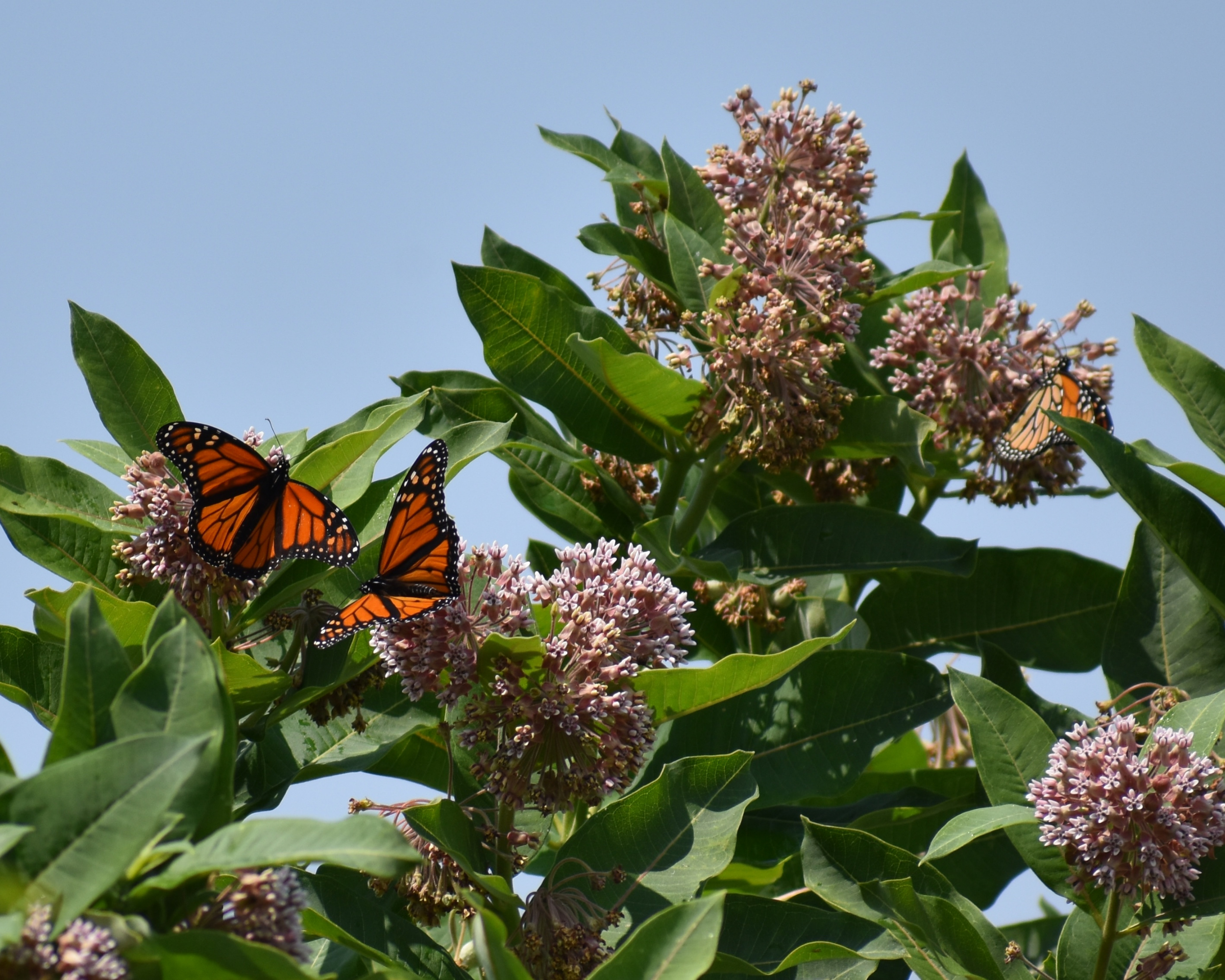 Wildlife Spotting near Portland, Maine: 4 Easy Hiking Trails