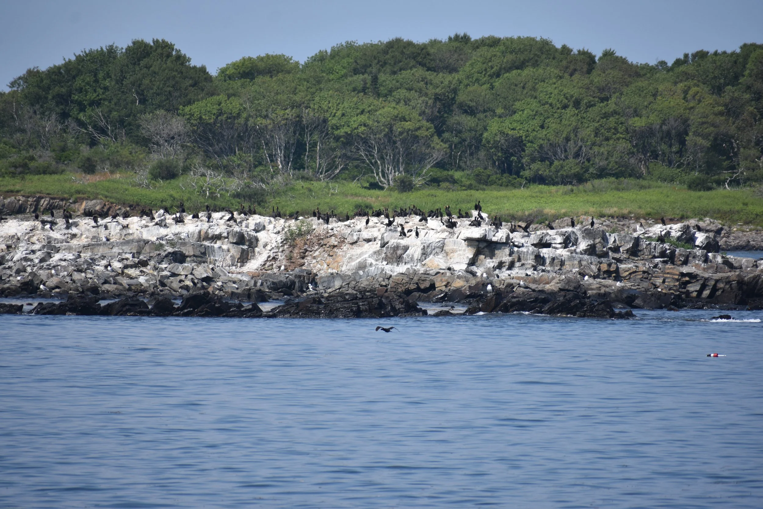 A large number of black birds on a large rock along the ocean