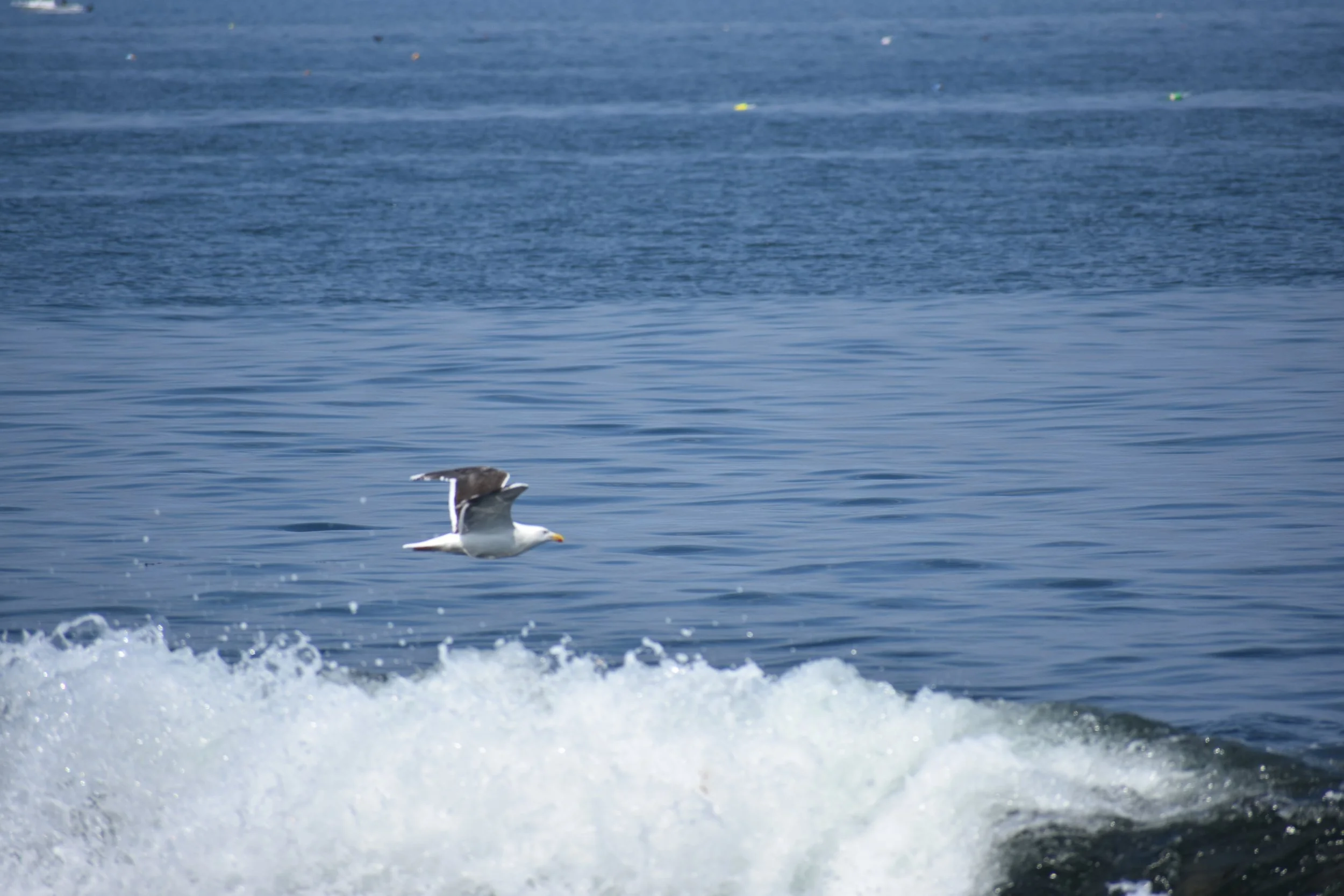 A seagull flying with the water behind it